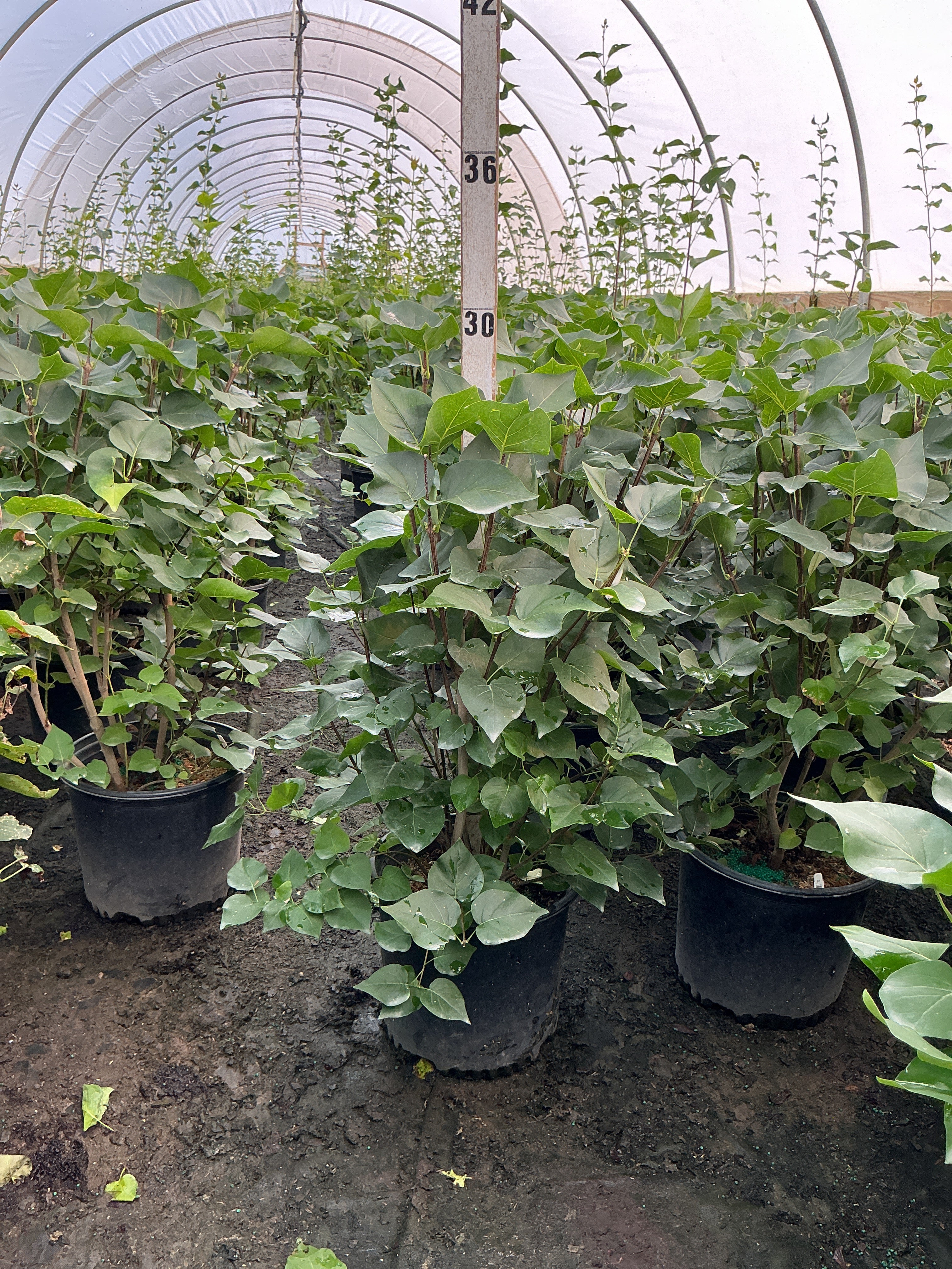 Syringa x hyacin. 'Pocahontas'