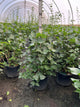 Syringa x hyacin. 'Pocahontas'