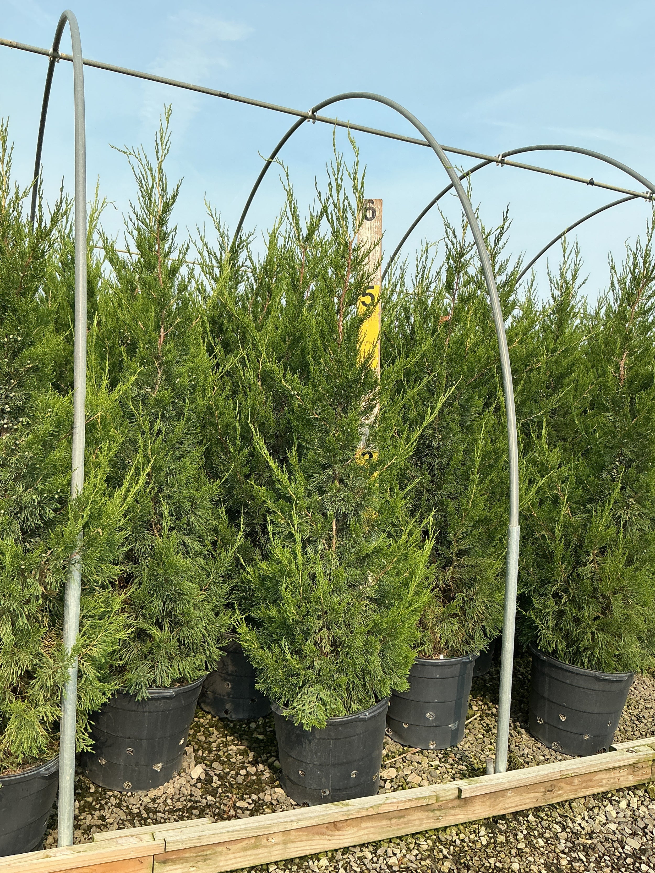 Juniperus chinensis 'Hetzii Columnaris'