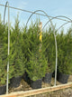 Juniperus chinensis 'Hetzii Columnaris'