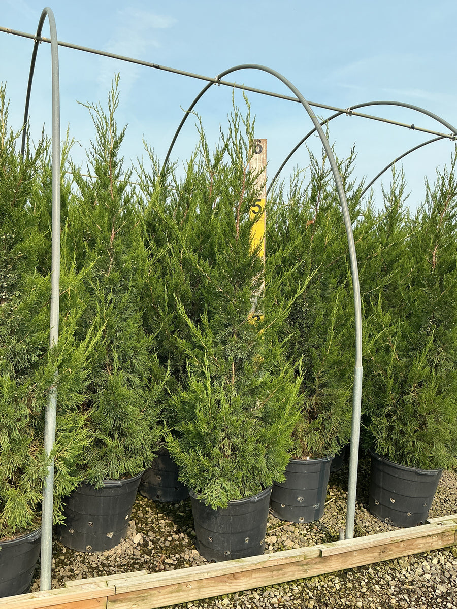 Juniperus chinensis 'Hetzii Columnaris' â€” G15 60