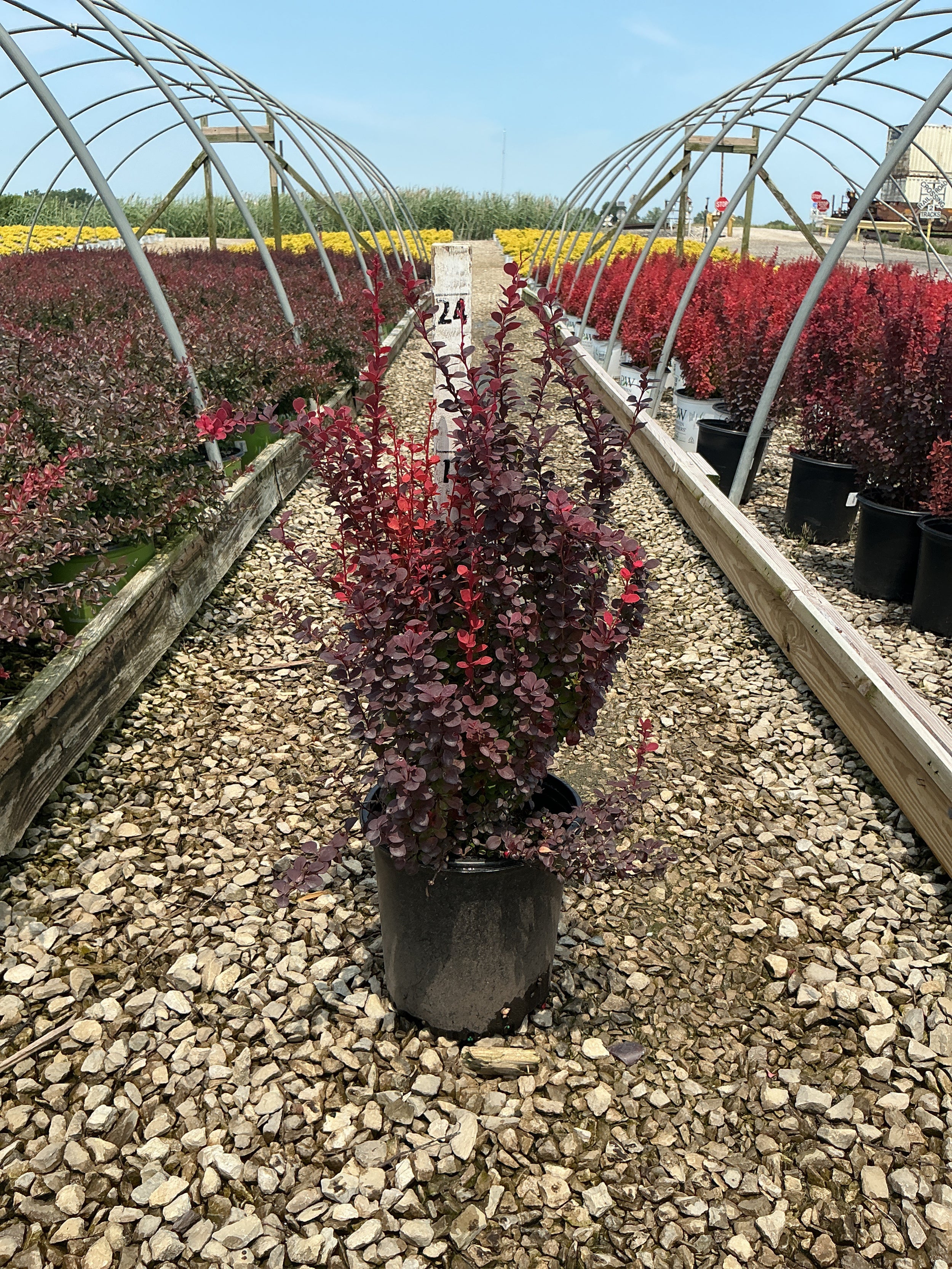 Berberis thunbergii 'Orange Rocket'