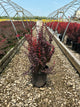 Berberis thunbergii 'Orange Rocket'