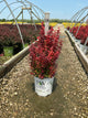 Berberis thunbergii 'Sunjoy Orange Pillar'