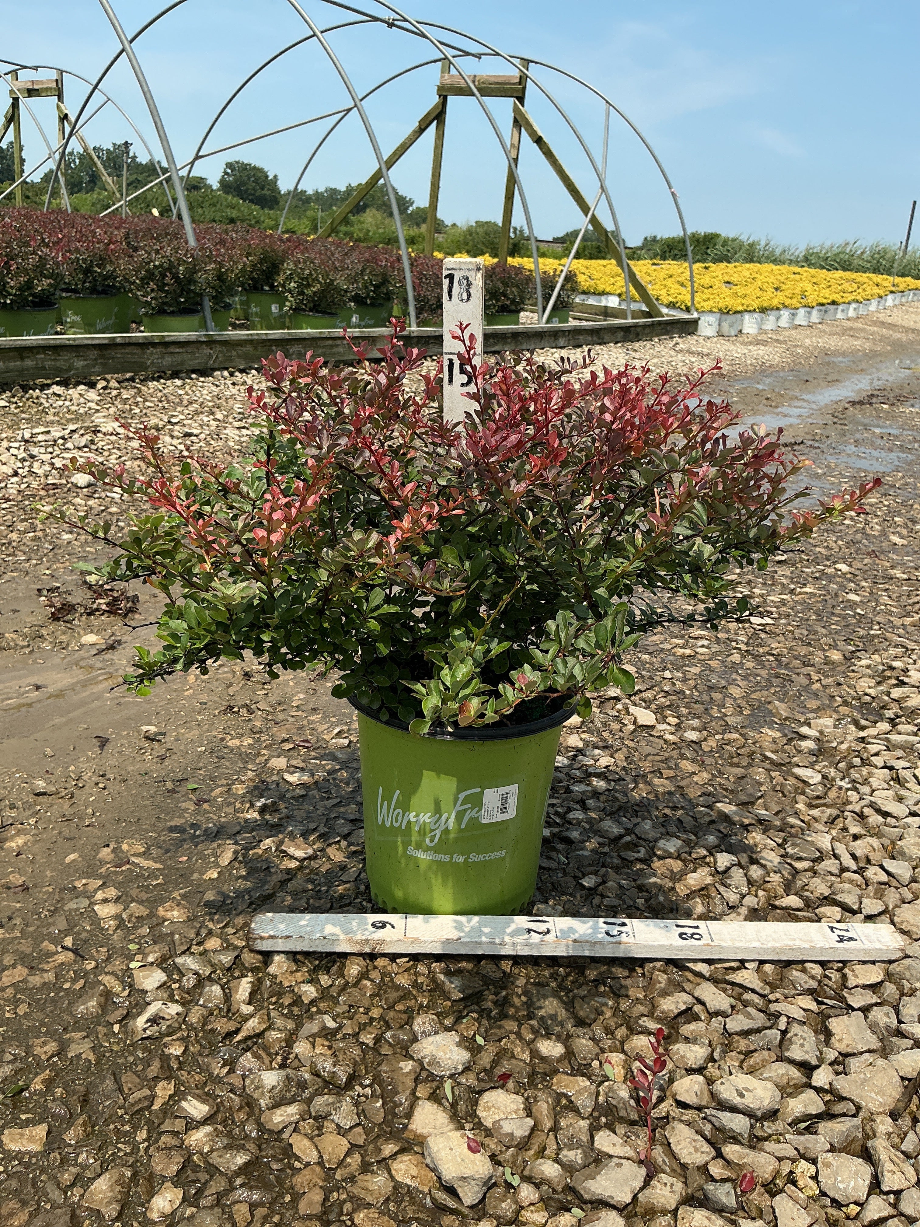 Berberis thunbergii 'Crimson Cutie'