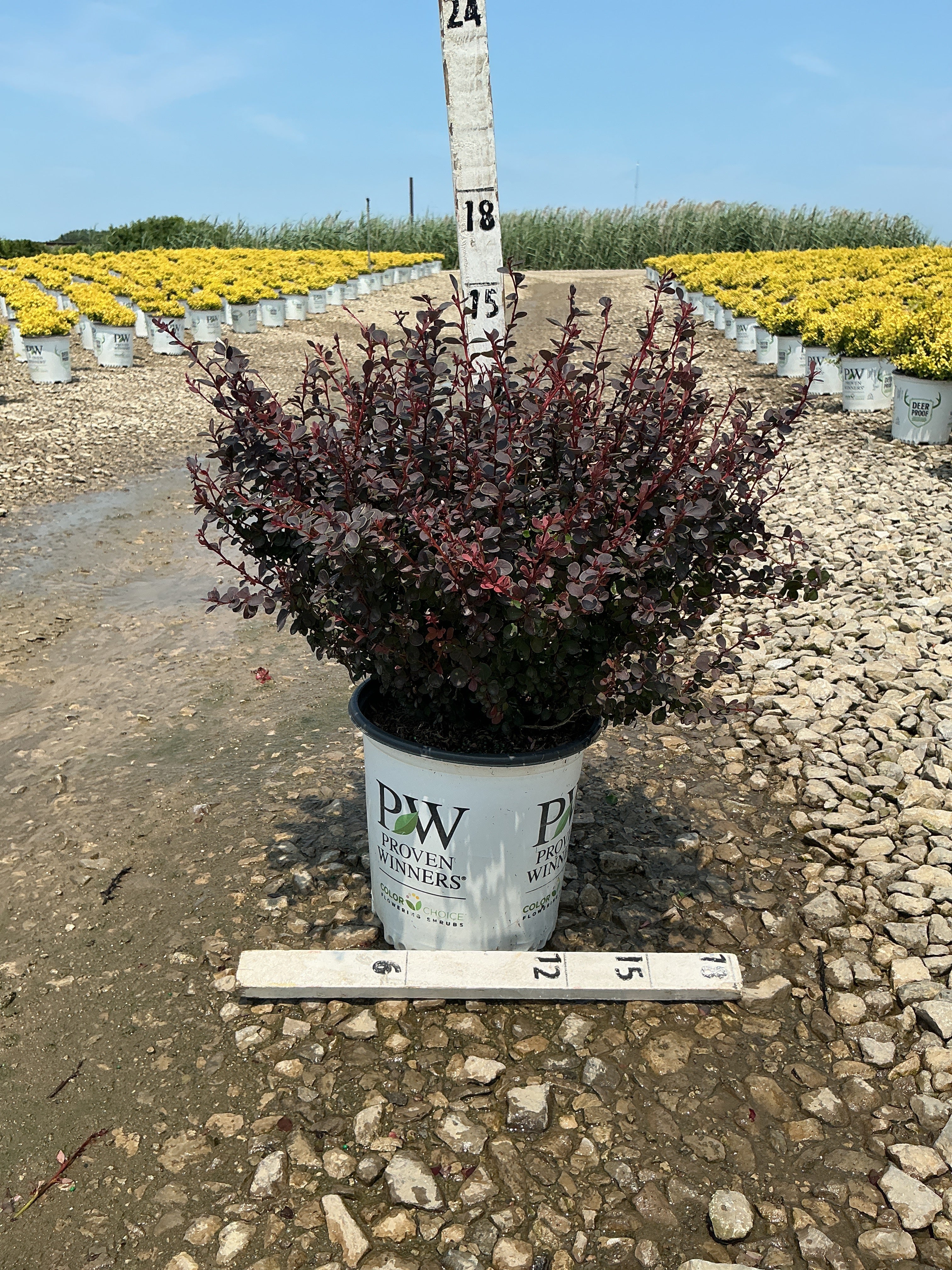 Berberis thunbergii 'Sunjoy Mini Maroon'