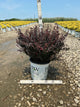 Berberis thunbergii 'Sunjoy Mini Maroon'