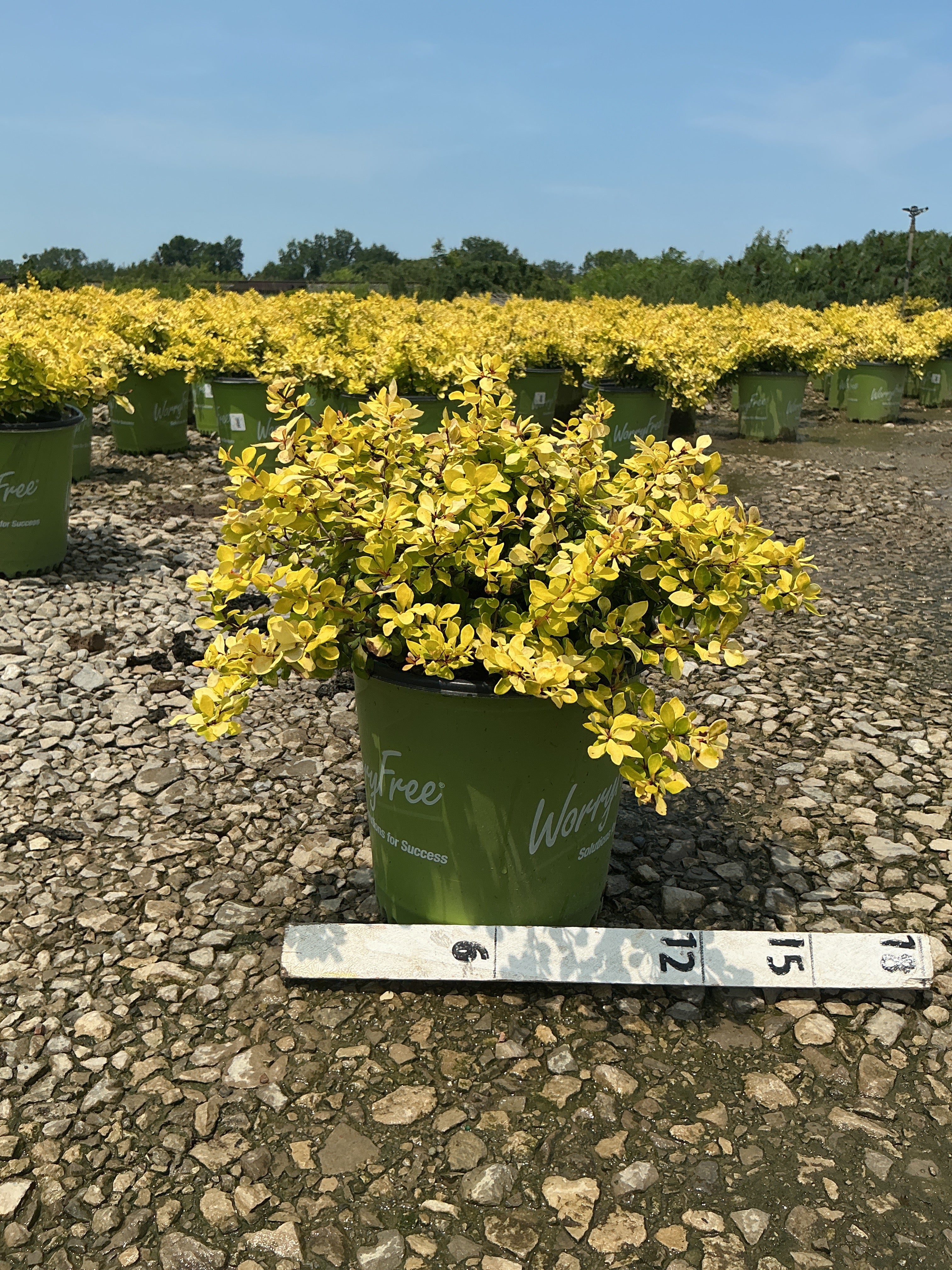 Berberis thunbergii 'Lemon Glow'