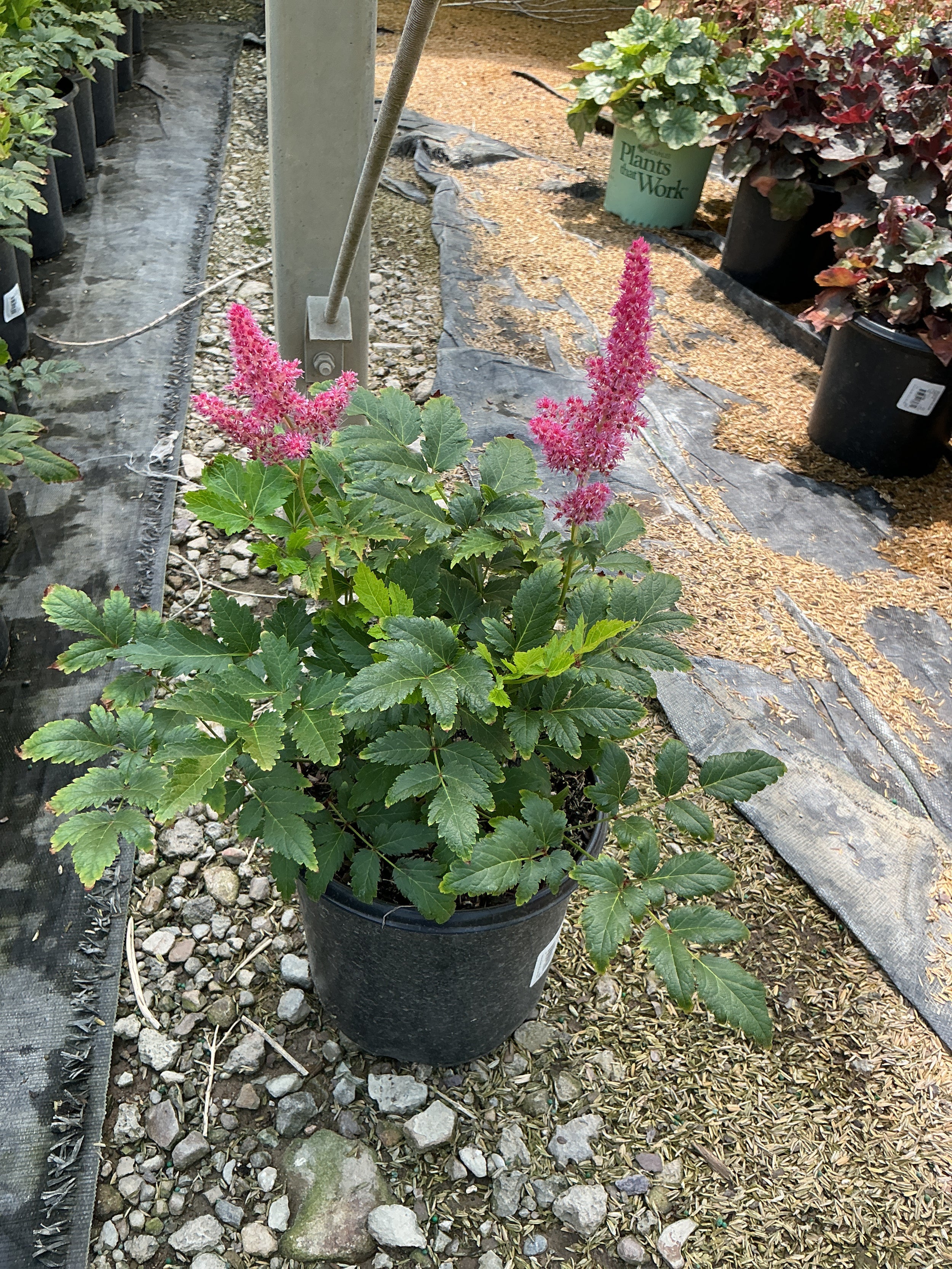 Astilbe japonica 'Rheinland'