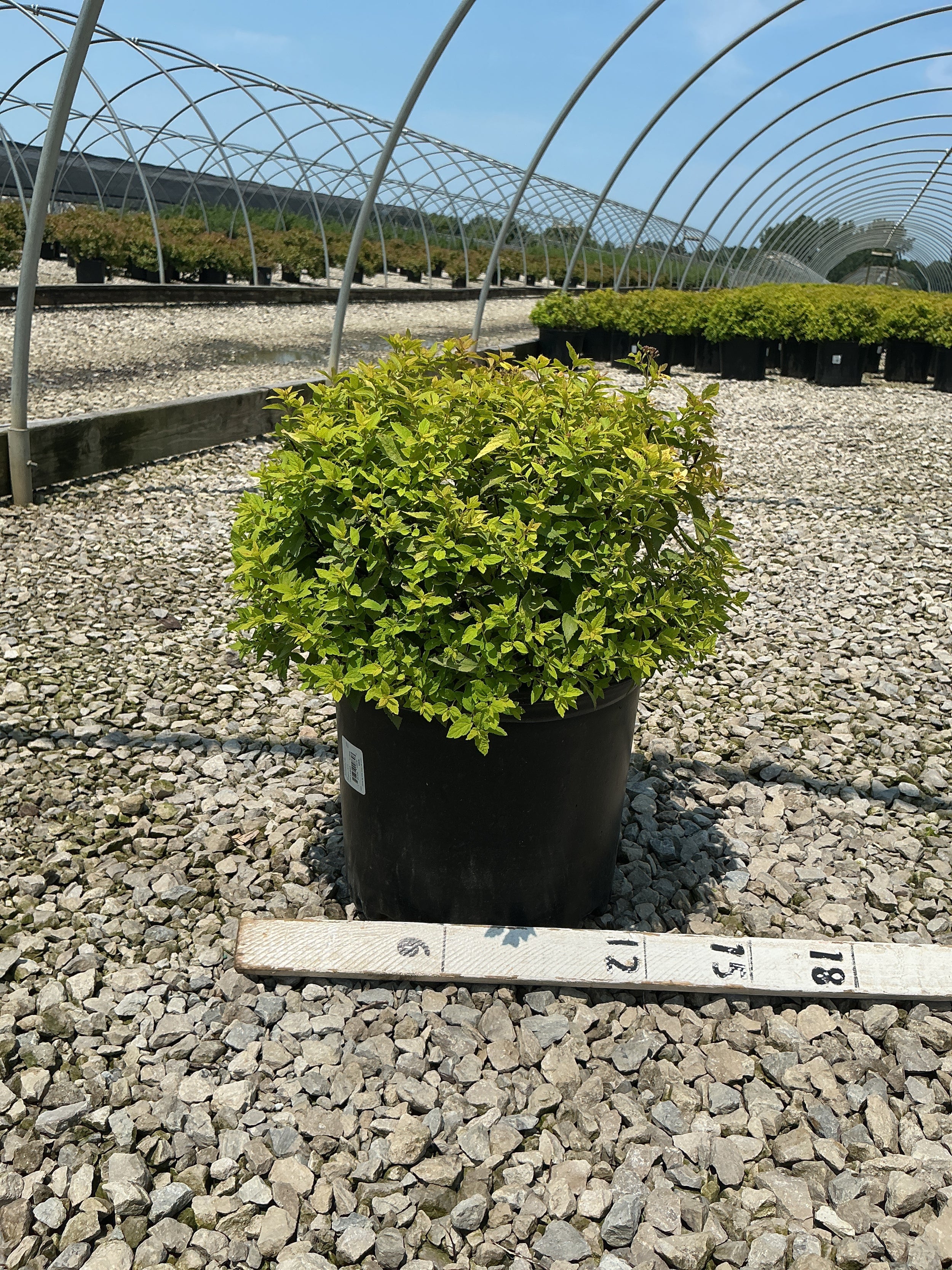 Spiraea japonica 'Goldmound'