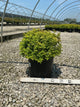 Spiraea japonica 'Goldmound'