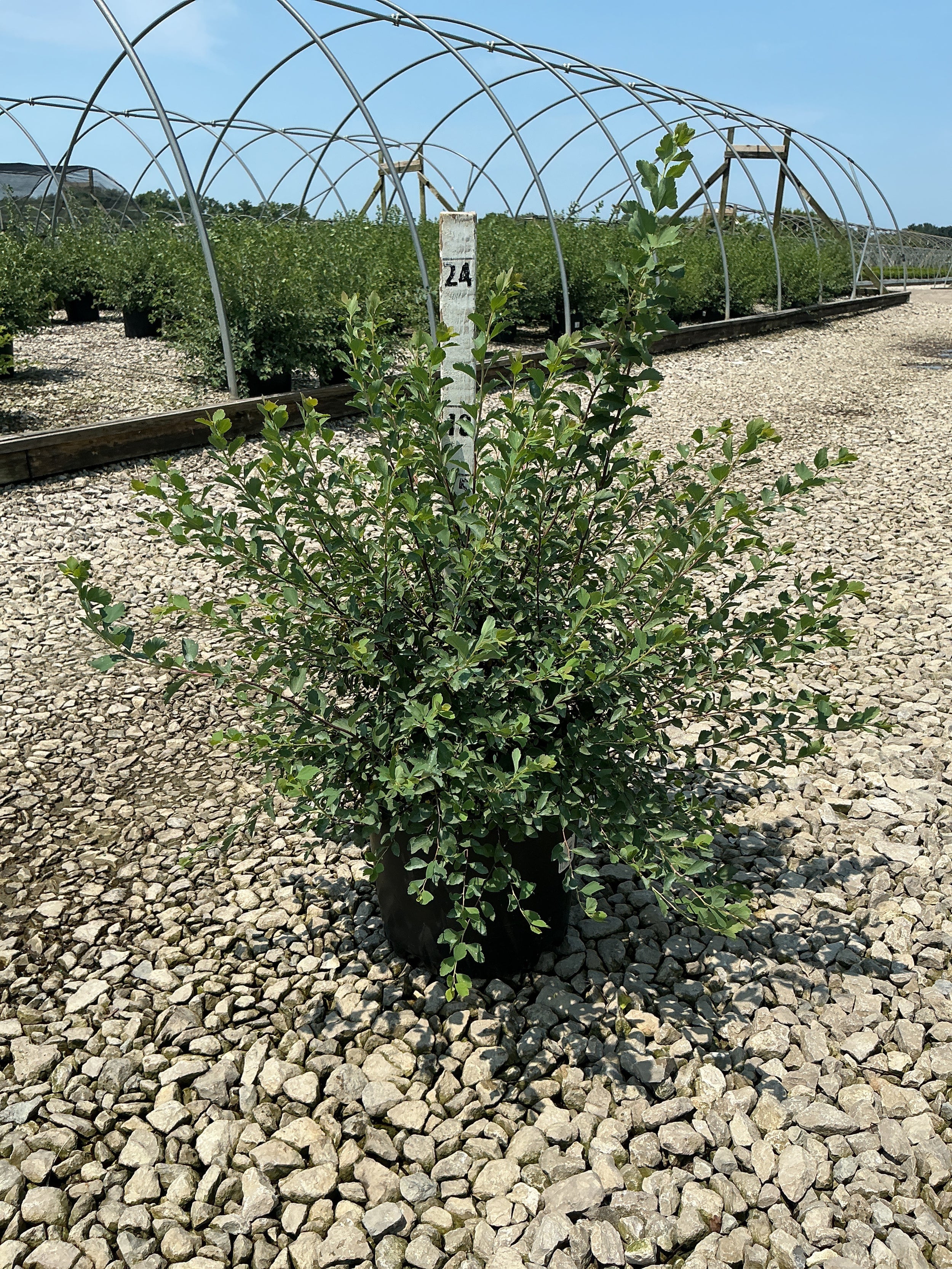 Spiraea x vanhouttei 'Renaissance'