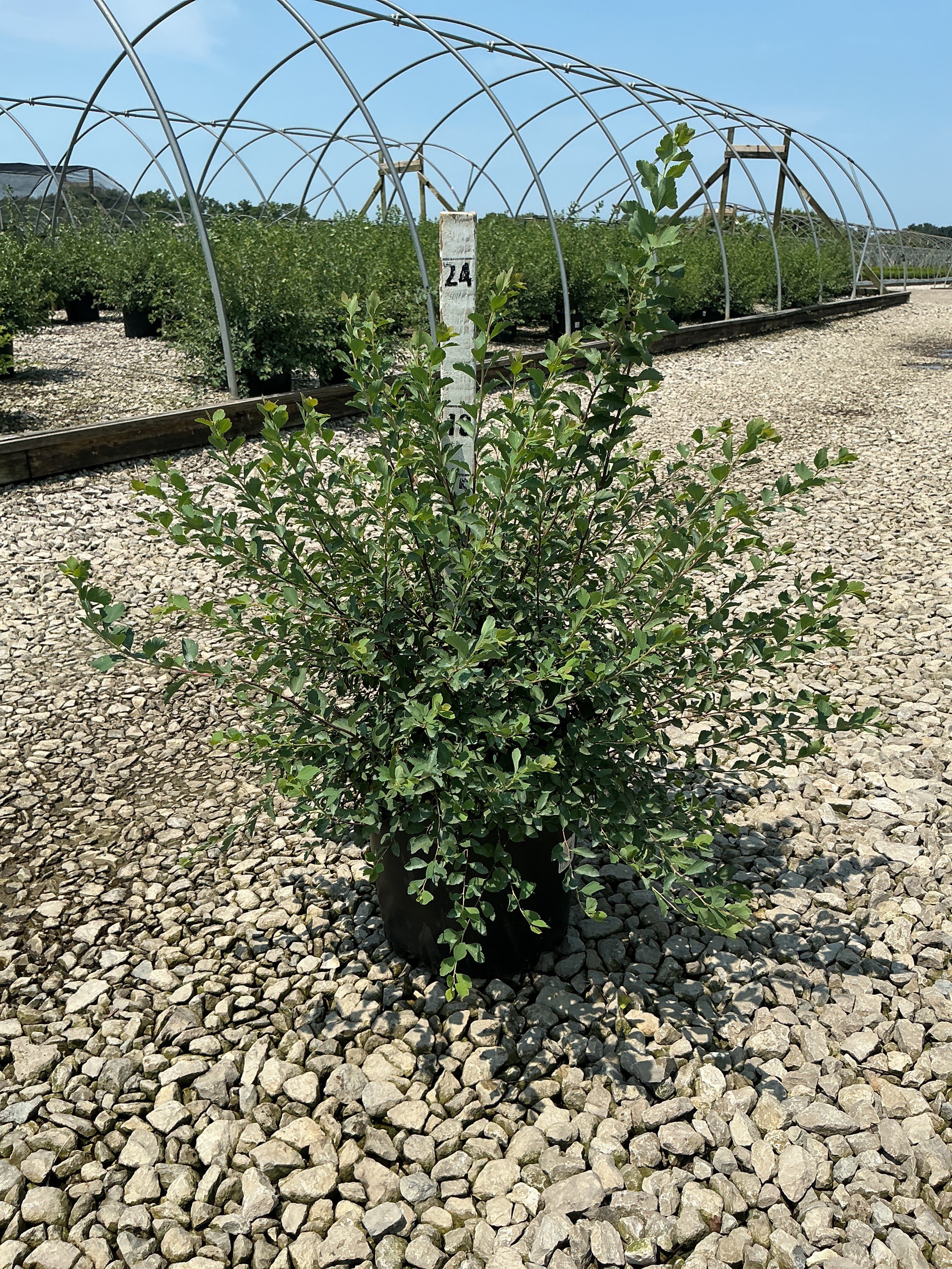 Spiraea x vanhouttei 'Renaissance'