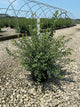 Spiraea x vanhouttei 'Renaissance'