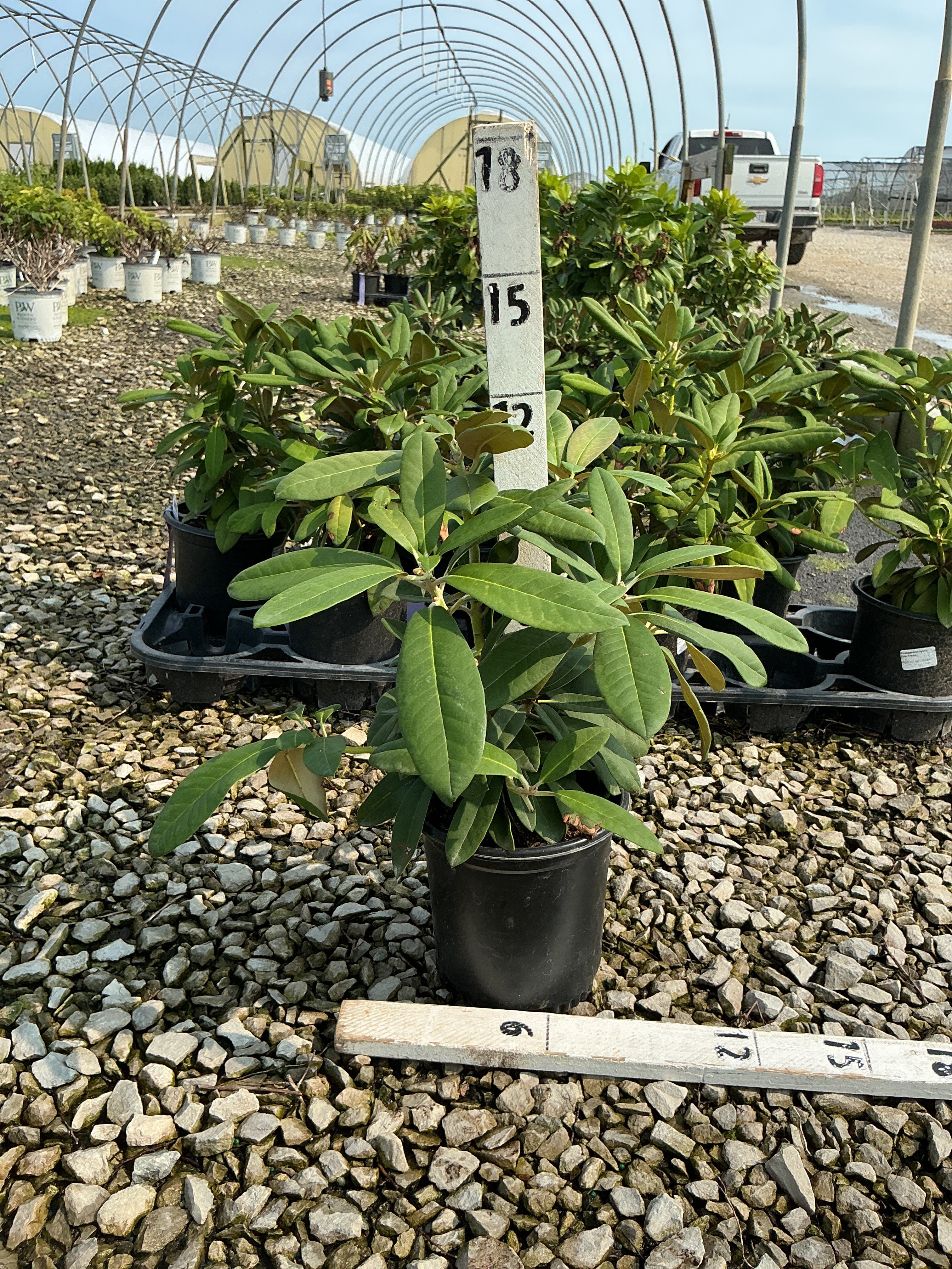 Rhododendron 'Yaku Prince'