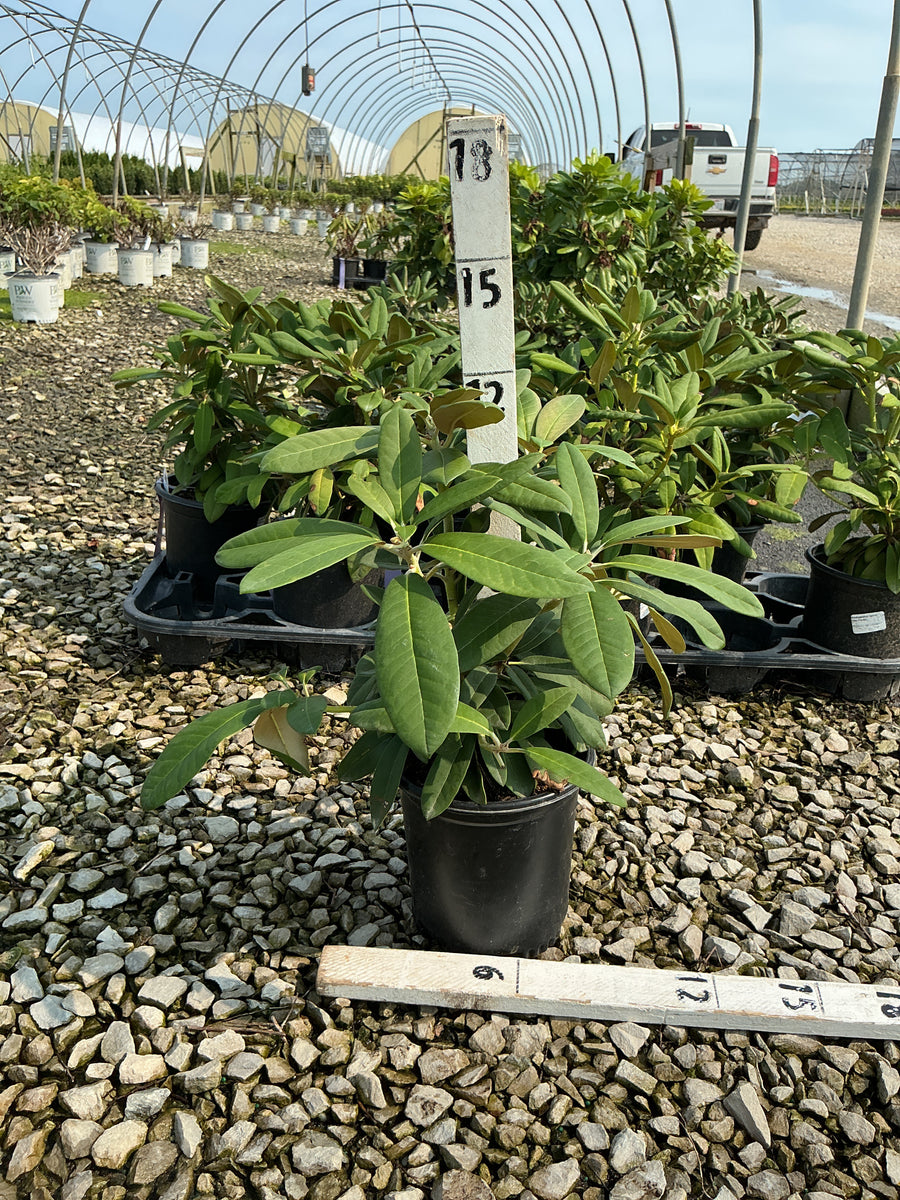 Rhododendron 'Yaku Prince' â€” G1 6