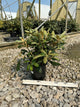 Rhododendron yak. Princess