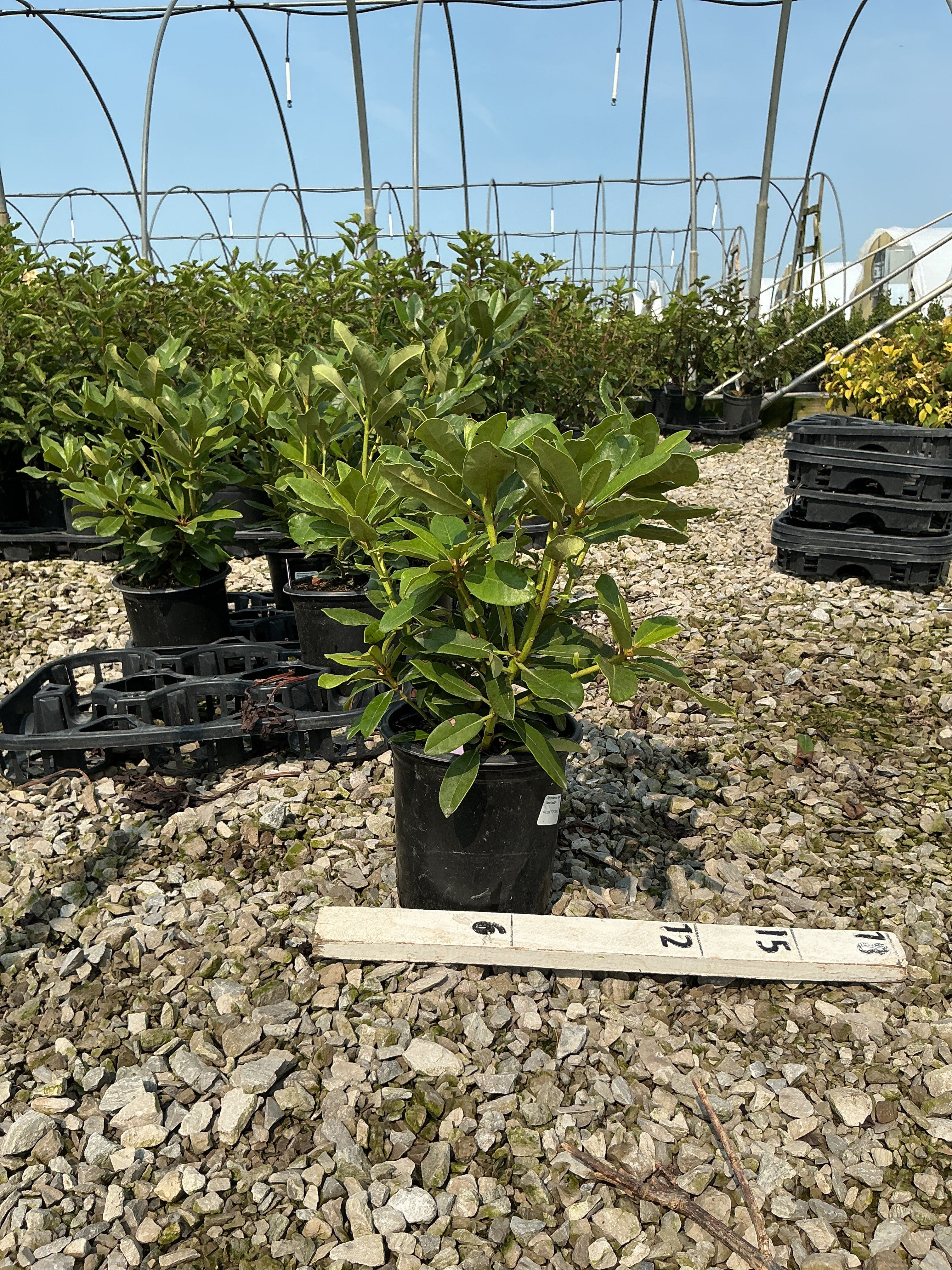 Rhododendron nova 'Nova Zembla'