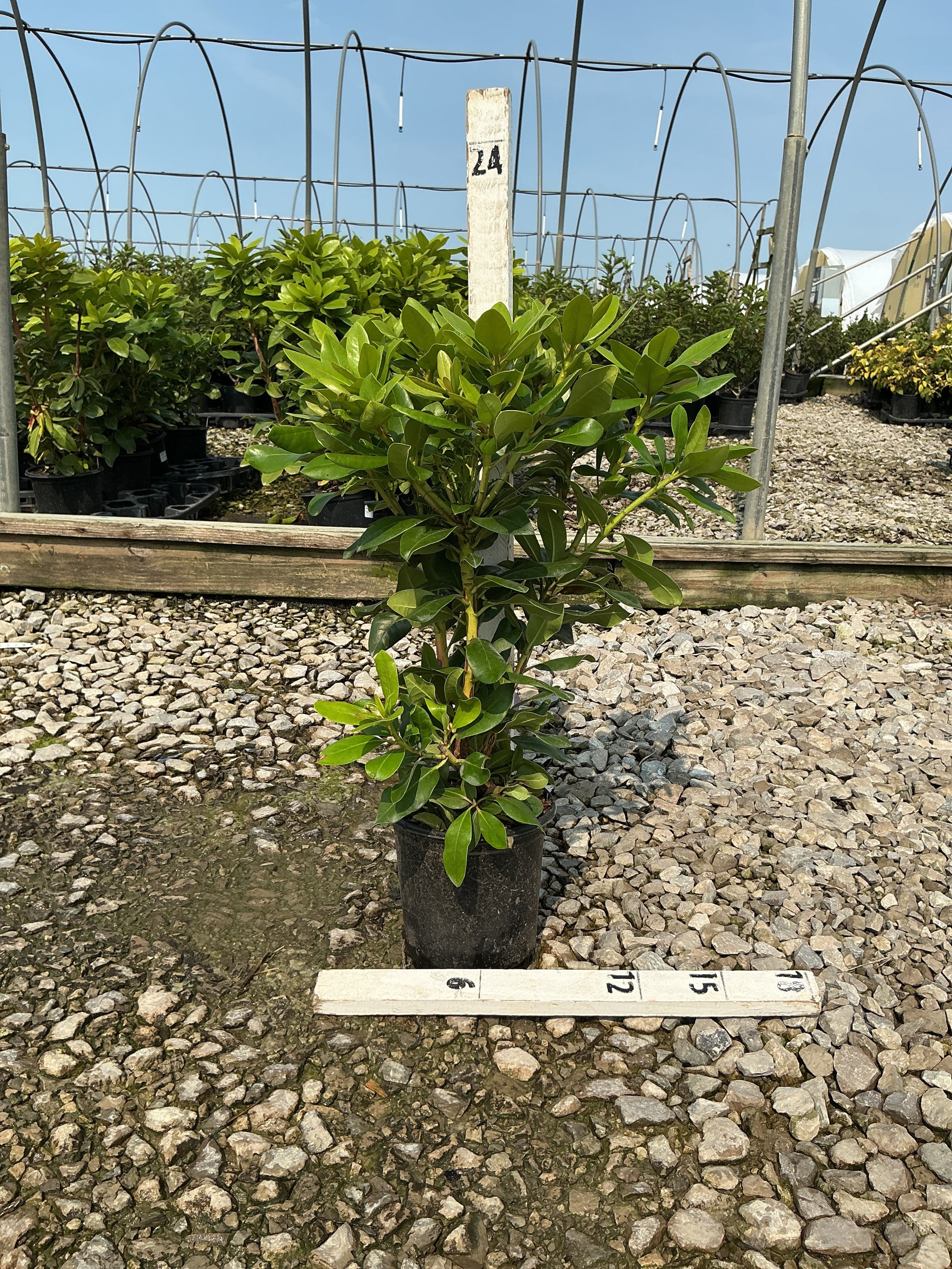 Rhododendron ‘Minnetonka’
