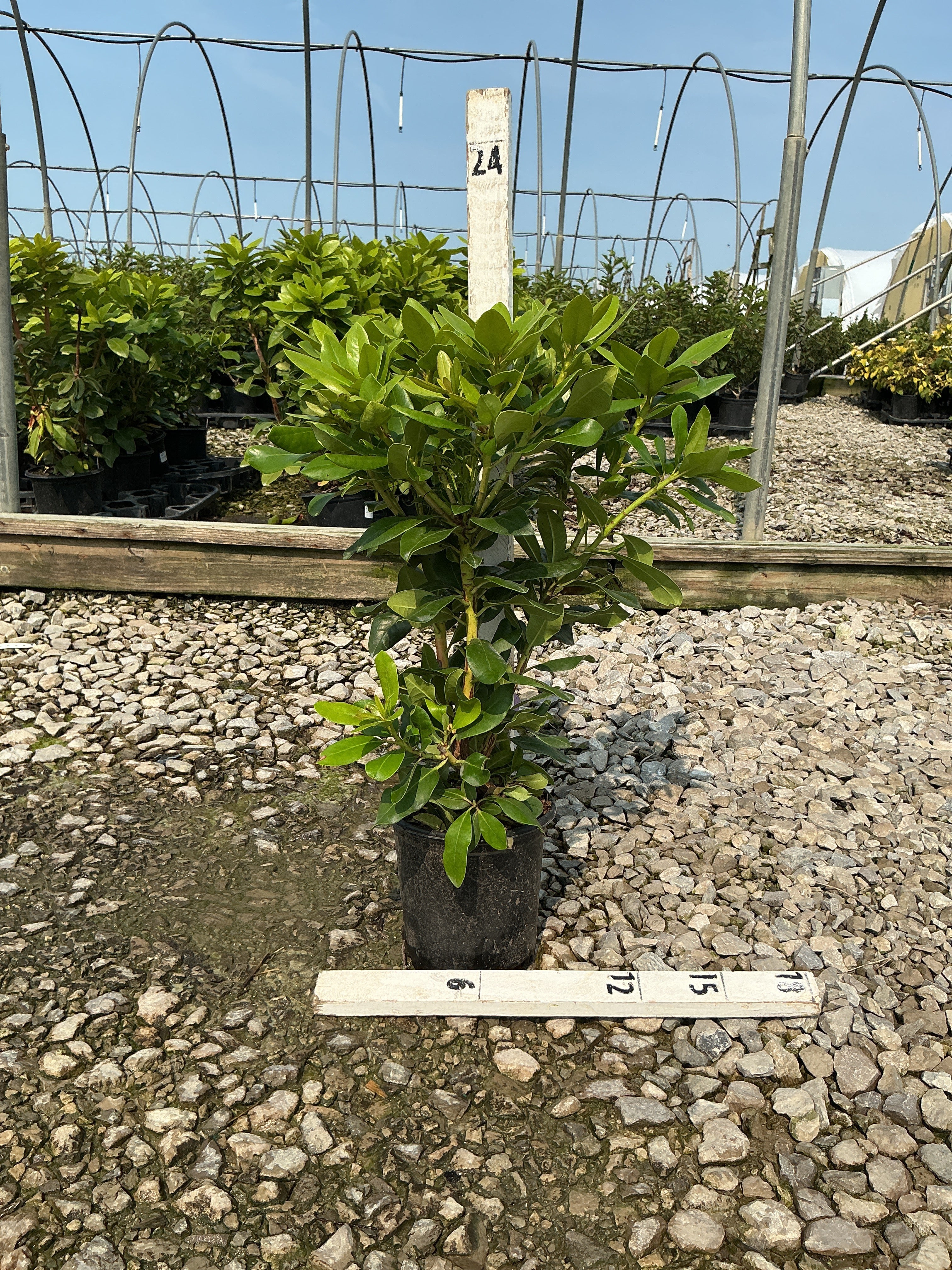 Rhododendron ‘Minnetonka’