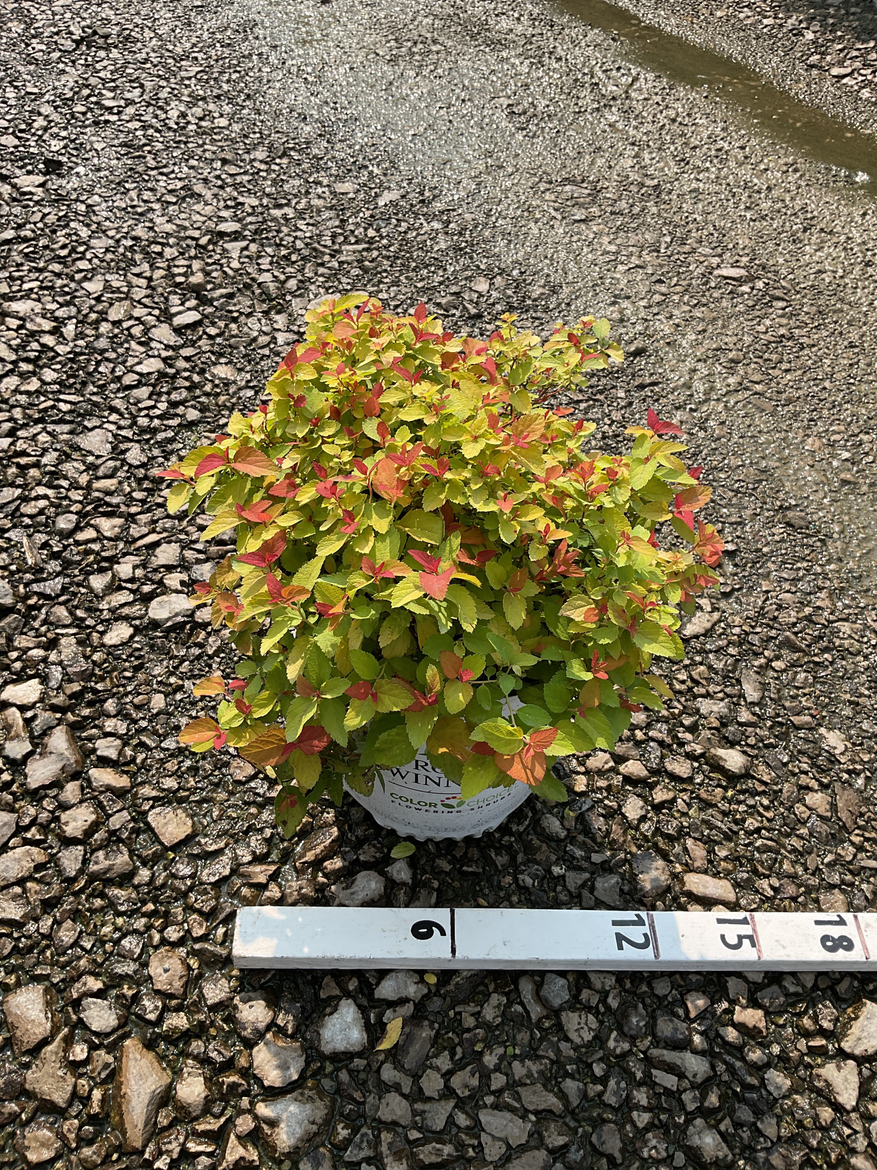 Spiraea JAP 'Dbl Play Candy Corn'