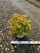 Spiraea JAP 'Dbl Play Candy Corn'