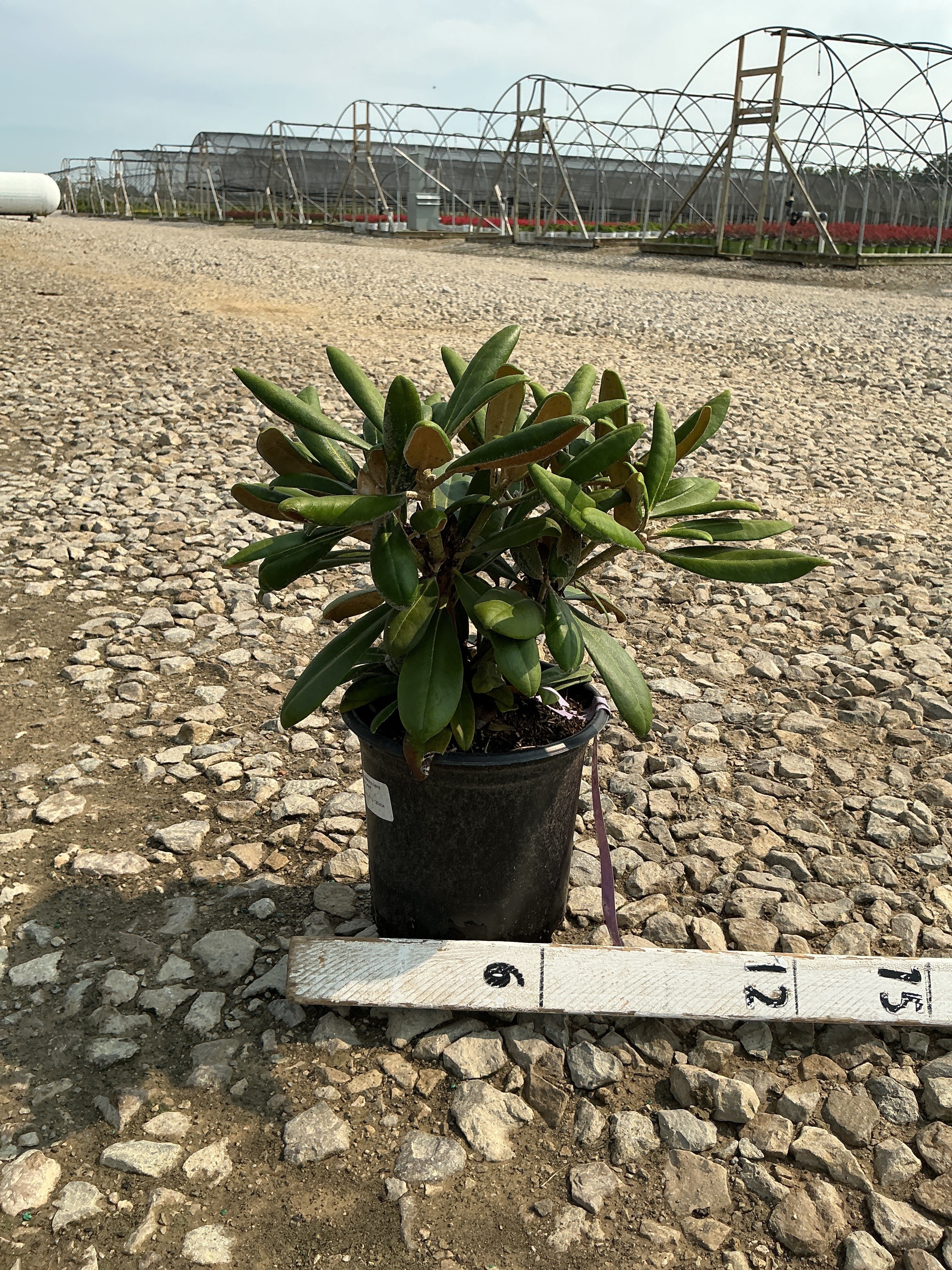 Rhododendron yakushimanum 'Ken Janeck'