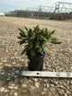 Rhododendron yakushimanum 'Ken Janeck'