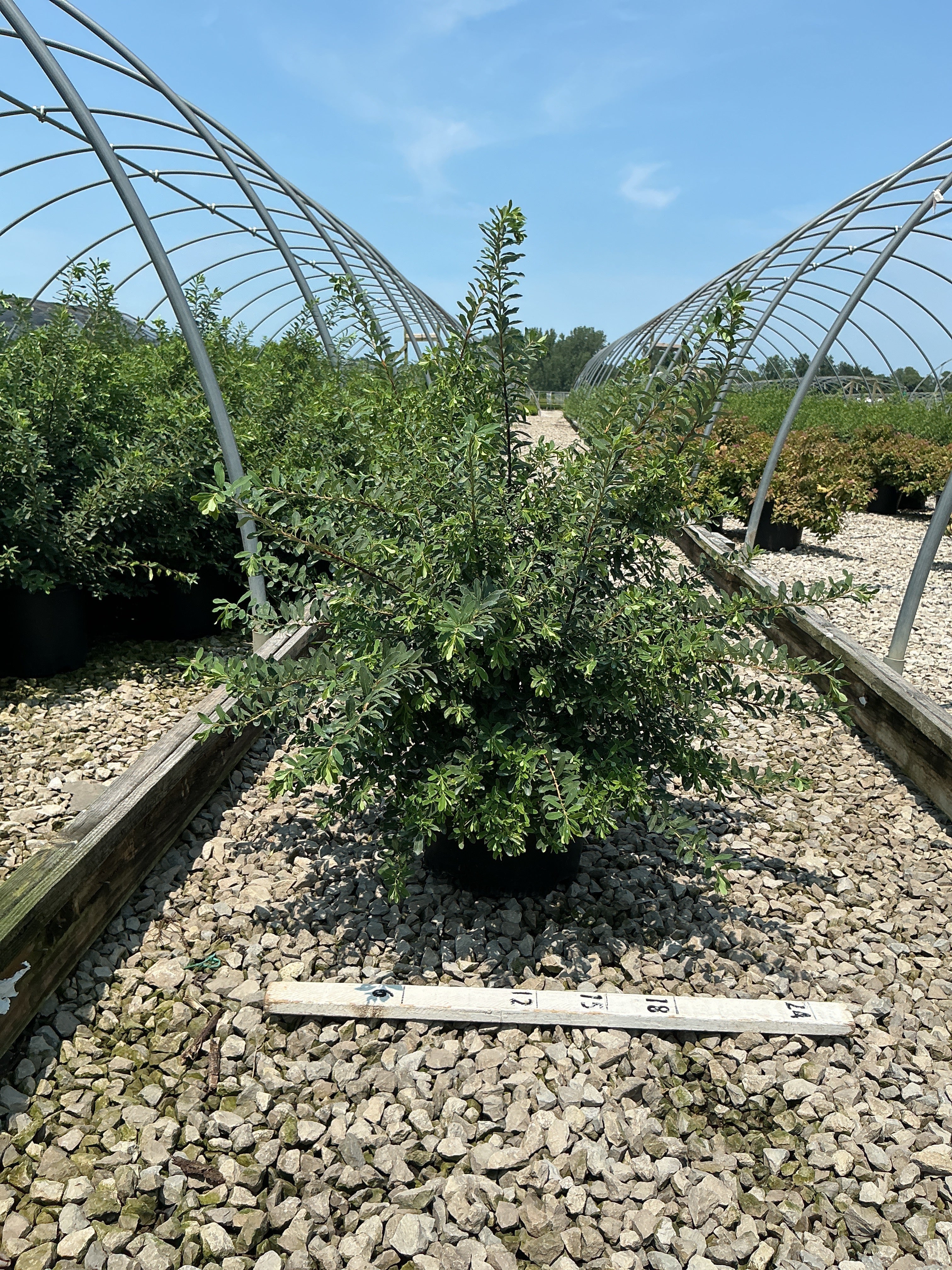 Spiraea nipponica 'Snowmound'