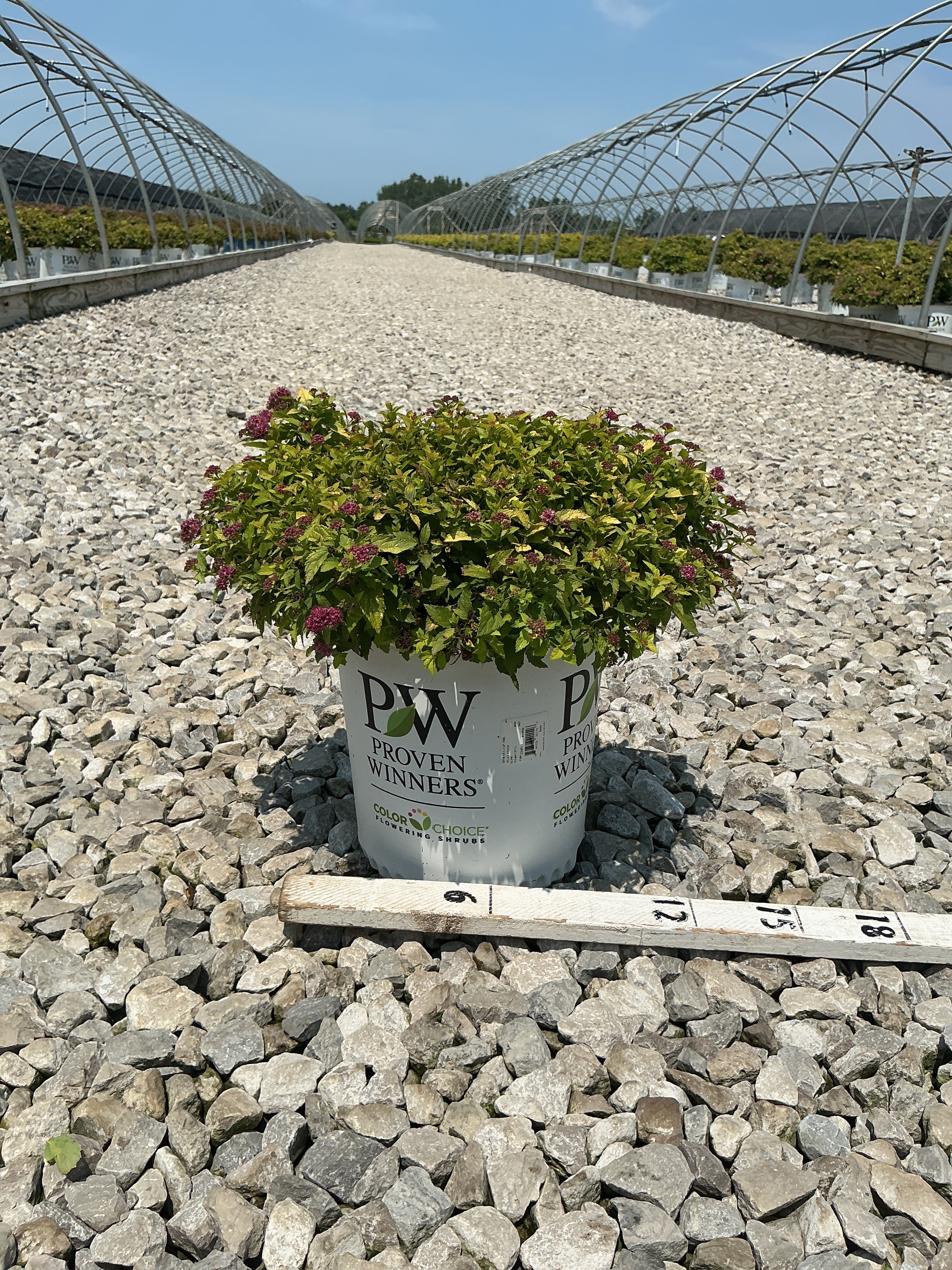 Spiraea japonica 'Yan'