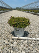 Spiraea japonica 'Yan'