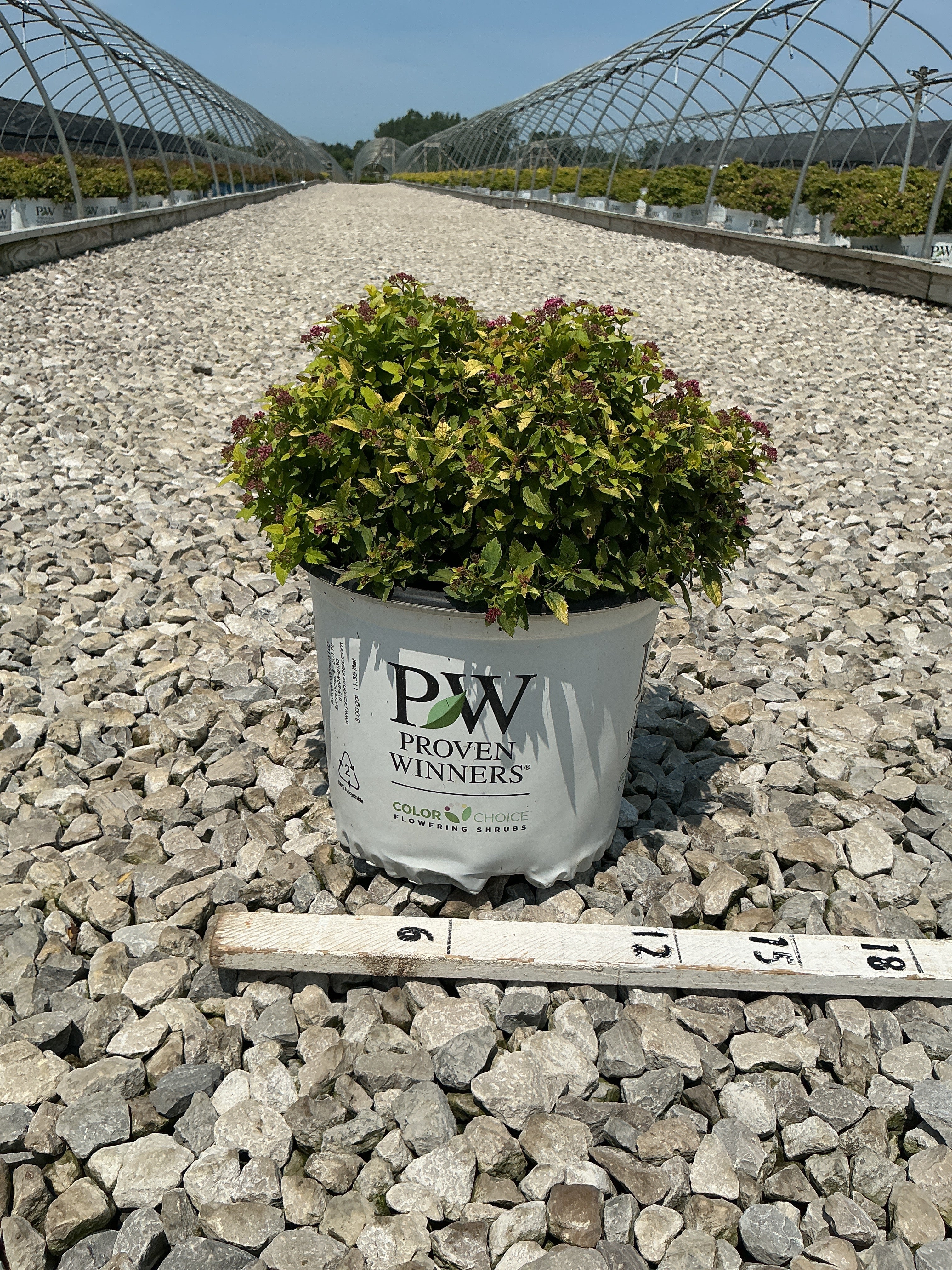 Spiraea japonica 'Yan'
