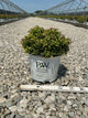 Spiraea japonica 'Yan'