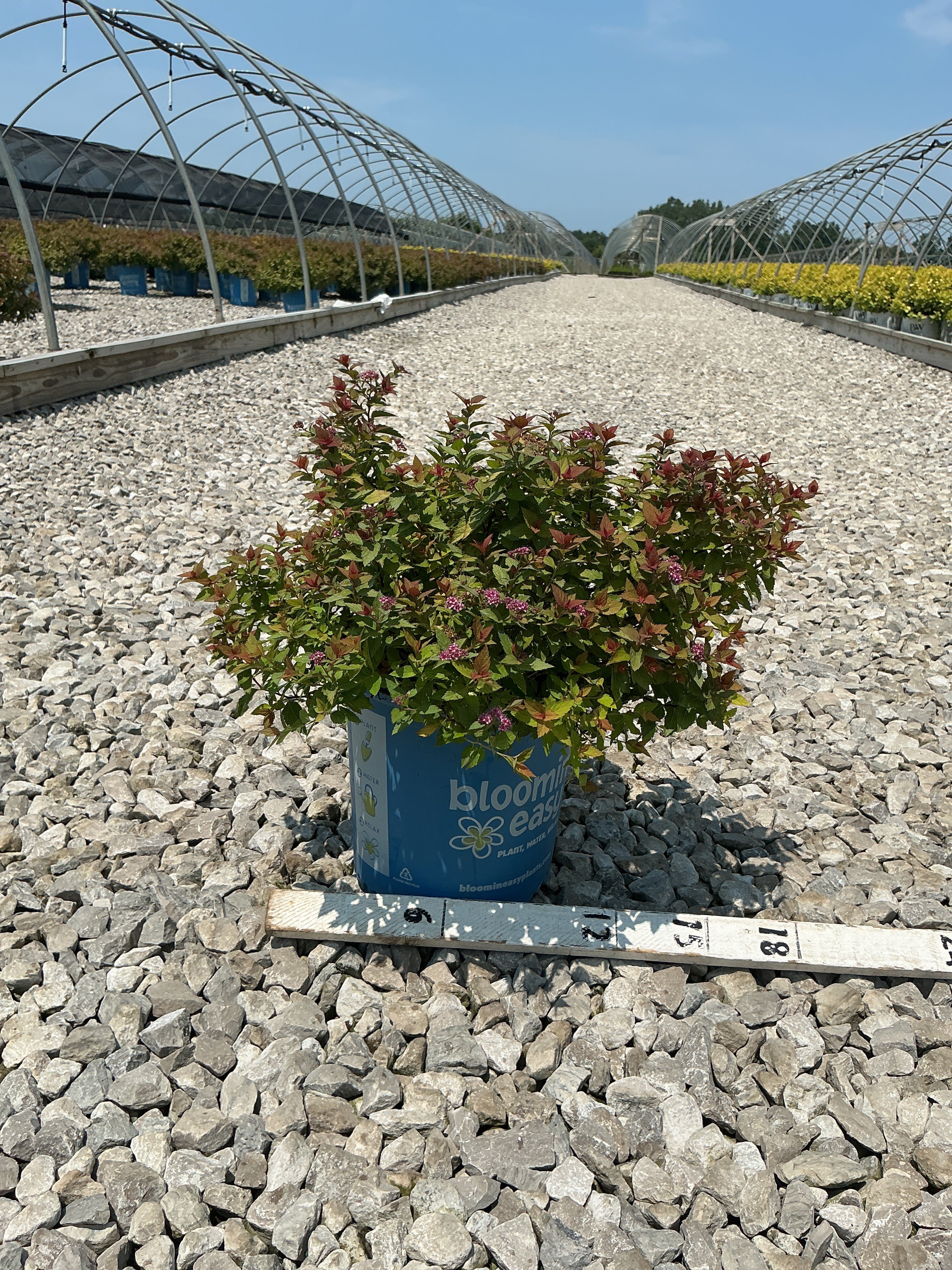Spiraea JAP 'Rainbow Fizz'
