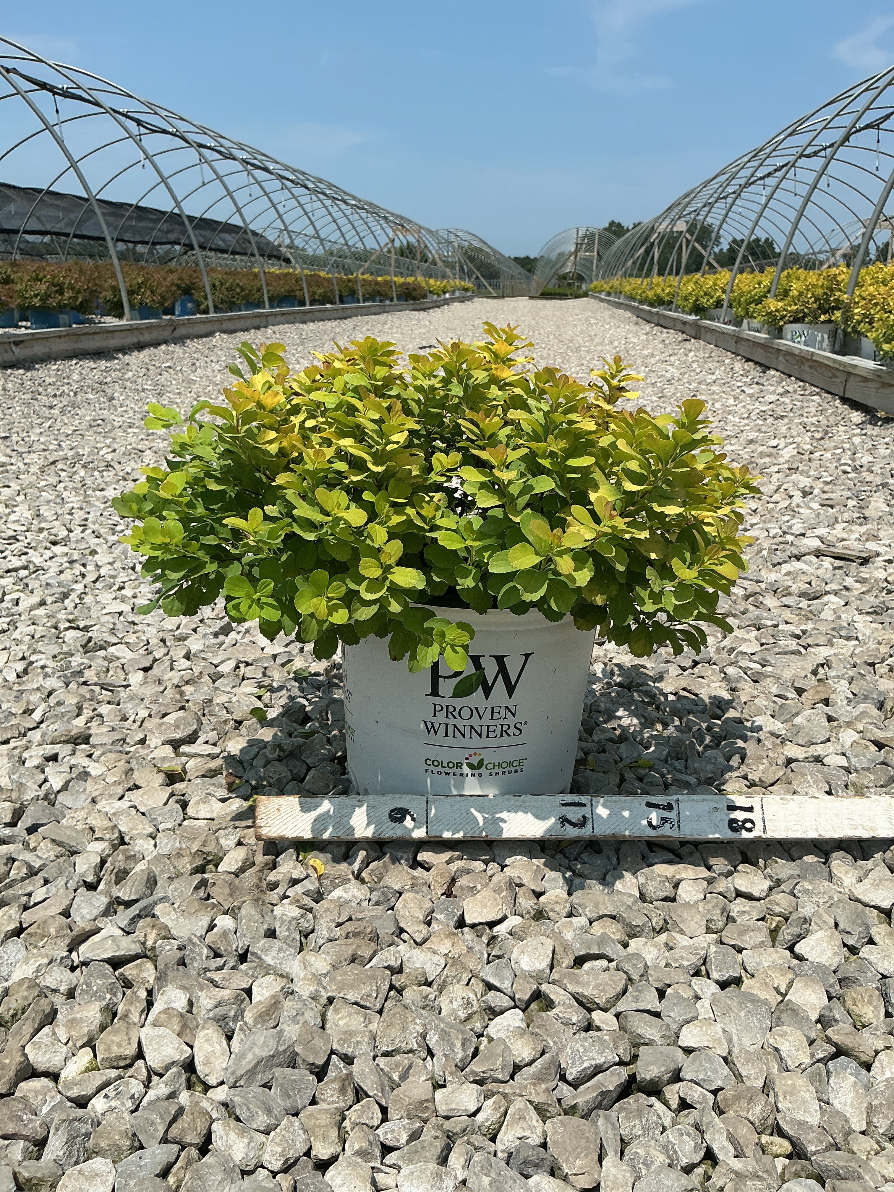 Spiraea BET 'Glow Girl'
