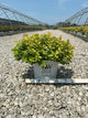 Spiraea BET 'Glow Girl'
