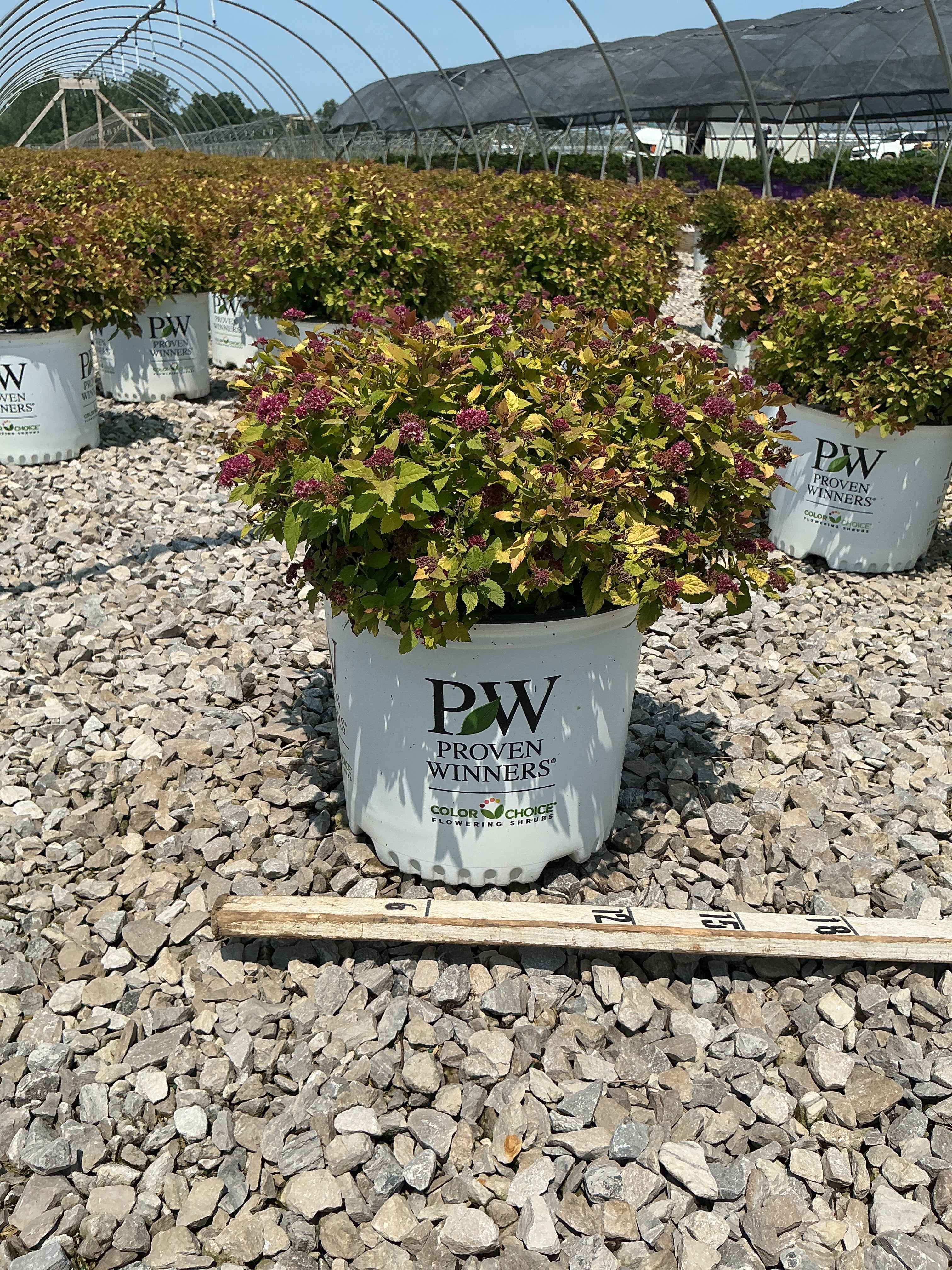 Spiraea JAP 'Dbl Play Dolly'