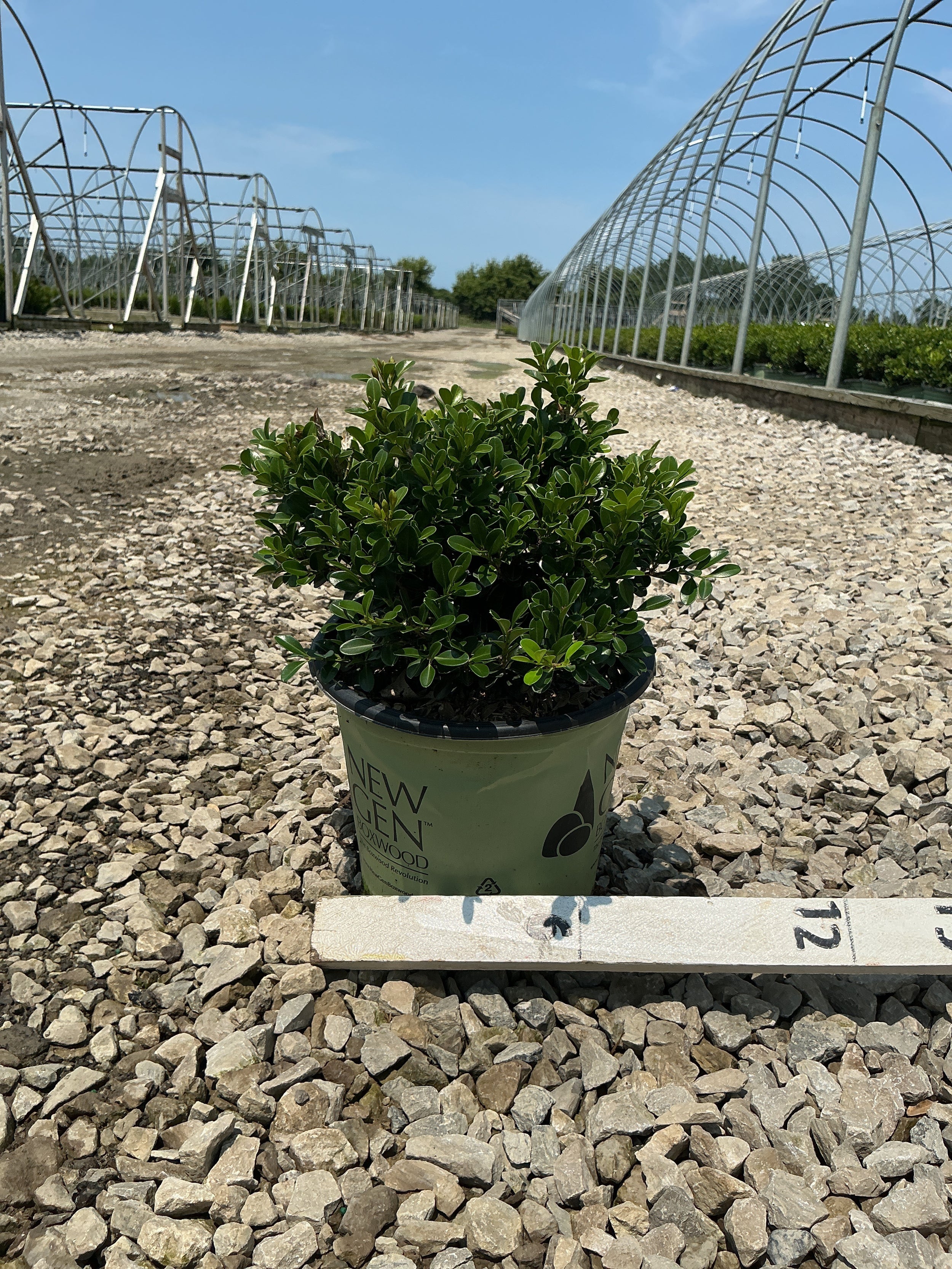 Buxus newgen 'Independence'