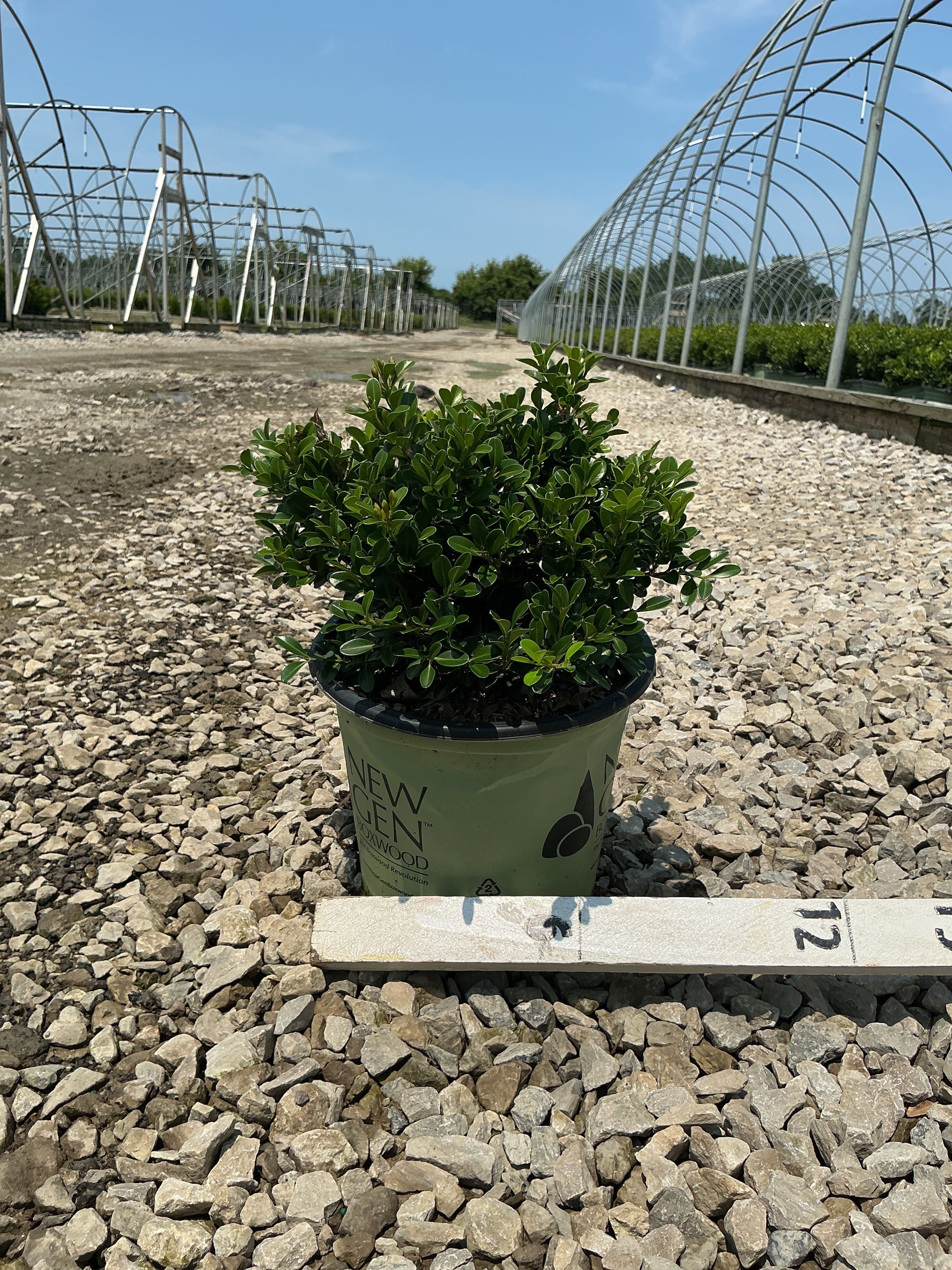 Buxus newgen 'Independence'
