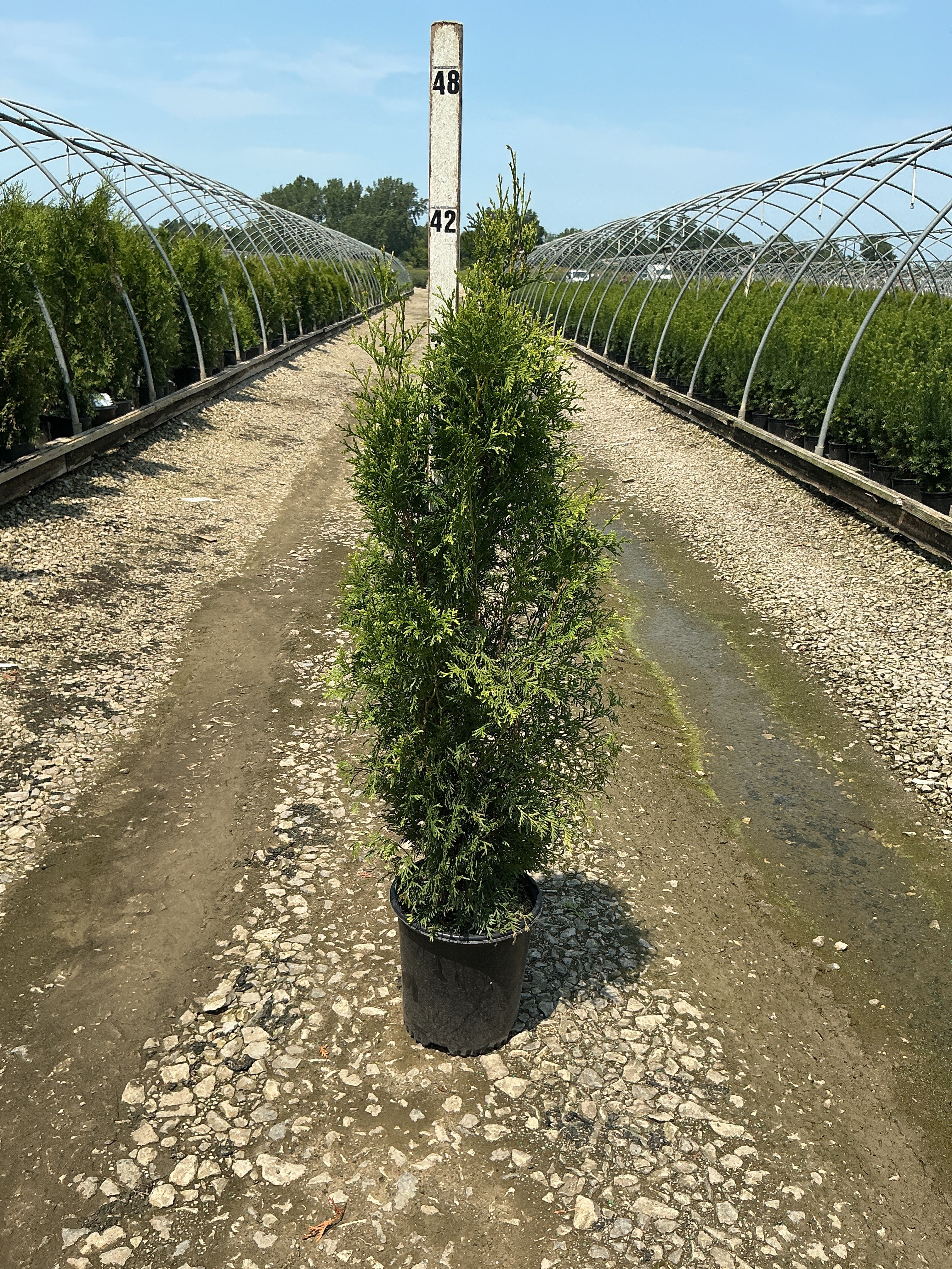 Thuja occidentalis 'King of Brabant'