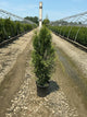 Thuja occidentalis 'King of Brabant'