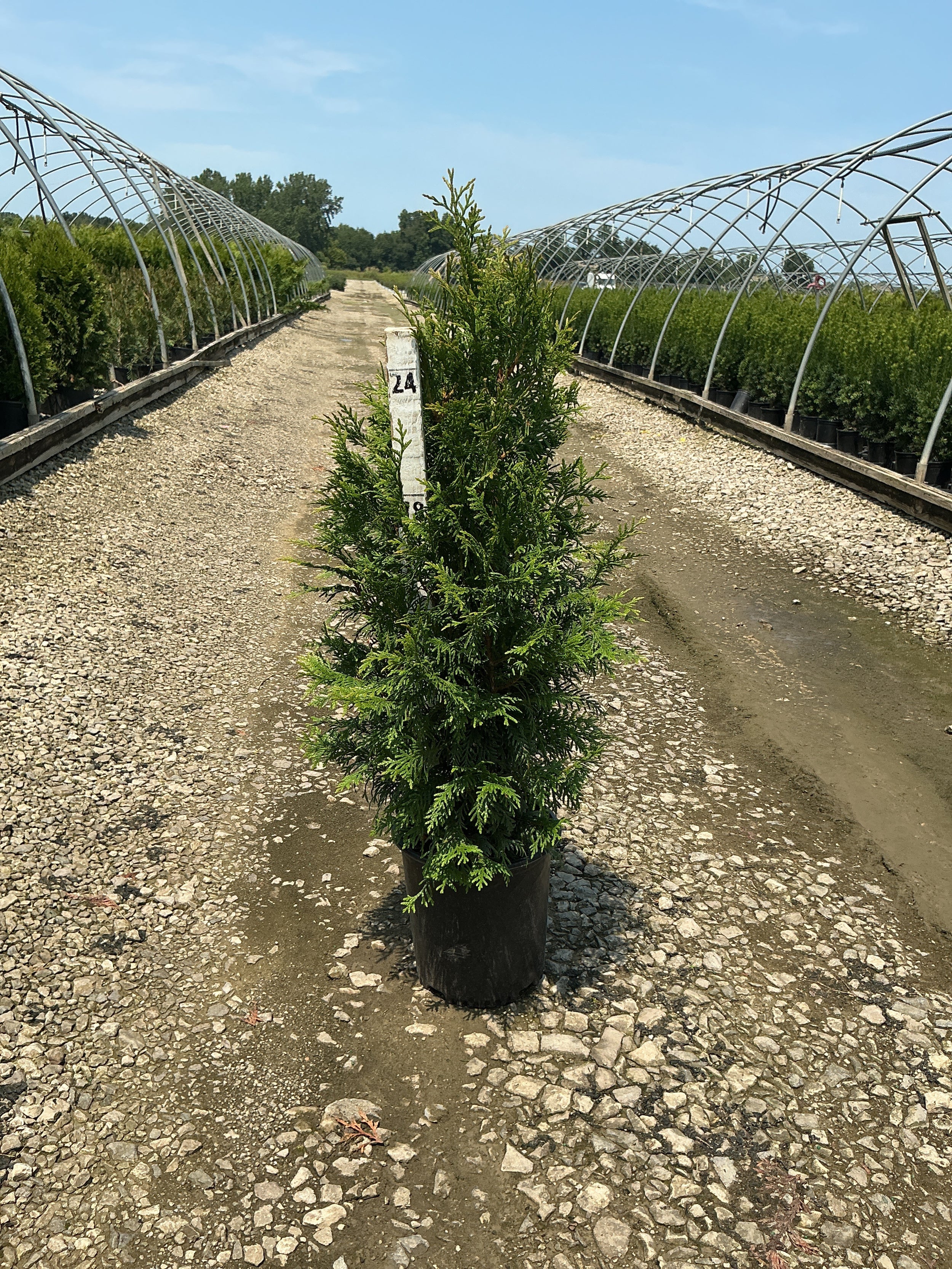 Thuja x 'Junior Giant'