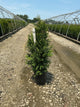 Thuja x 'Junior Giant'