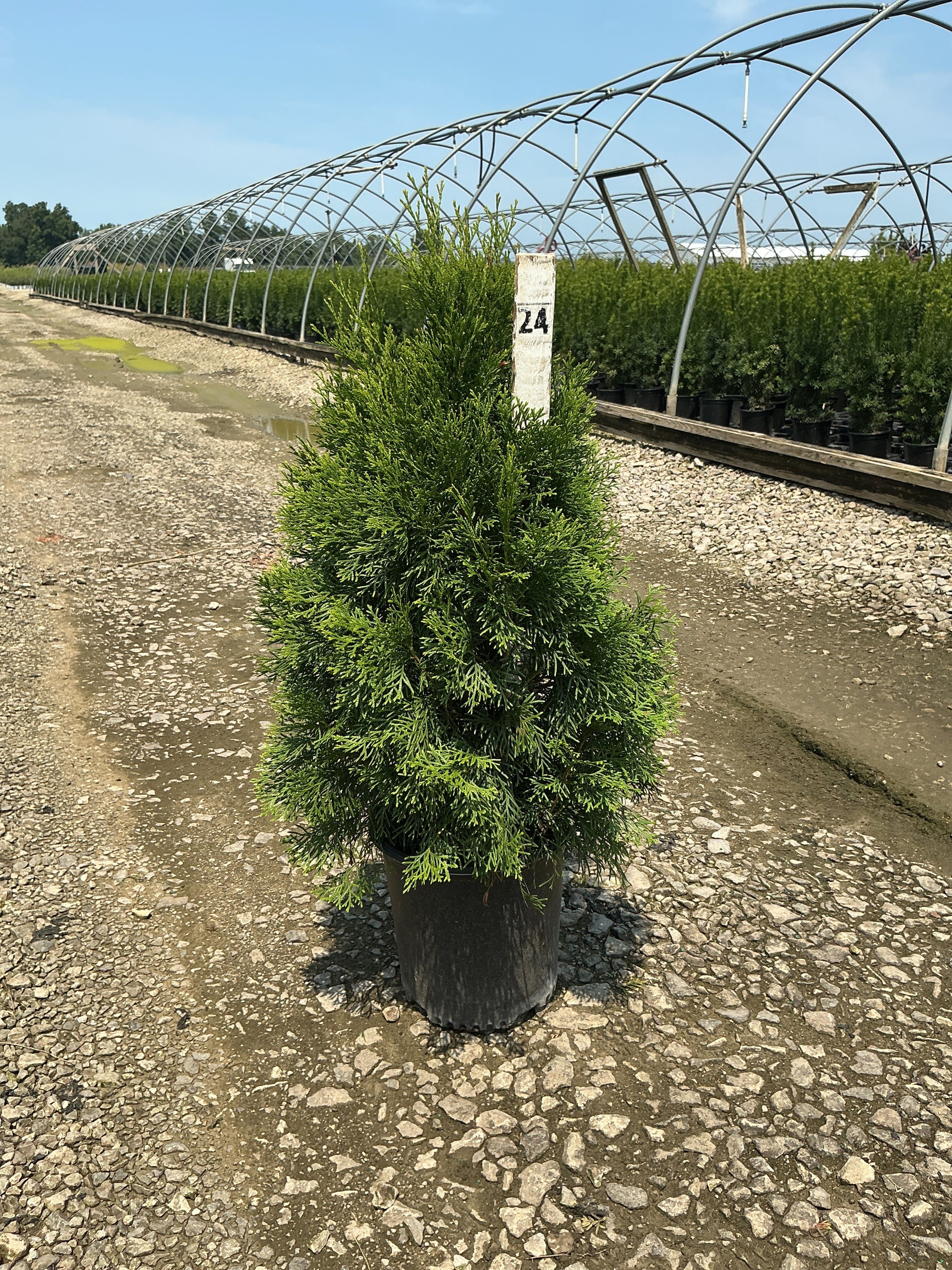 Thuja occidentalis 'Smaragd'