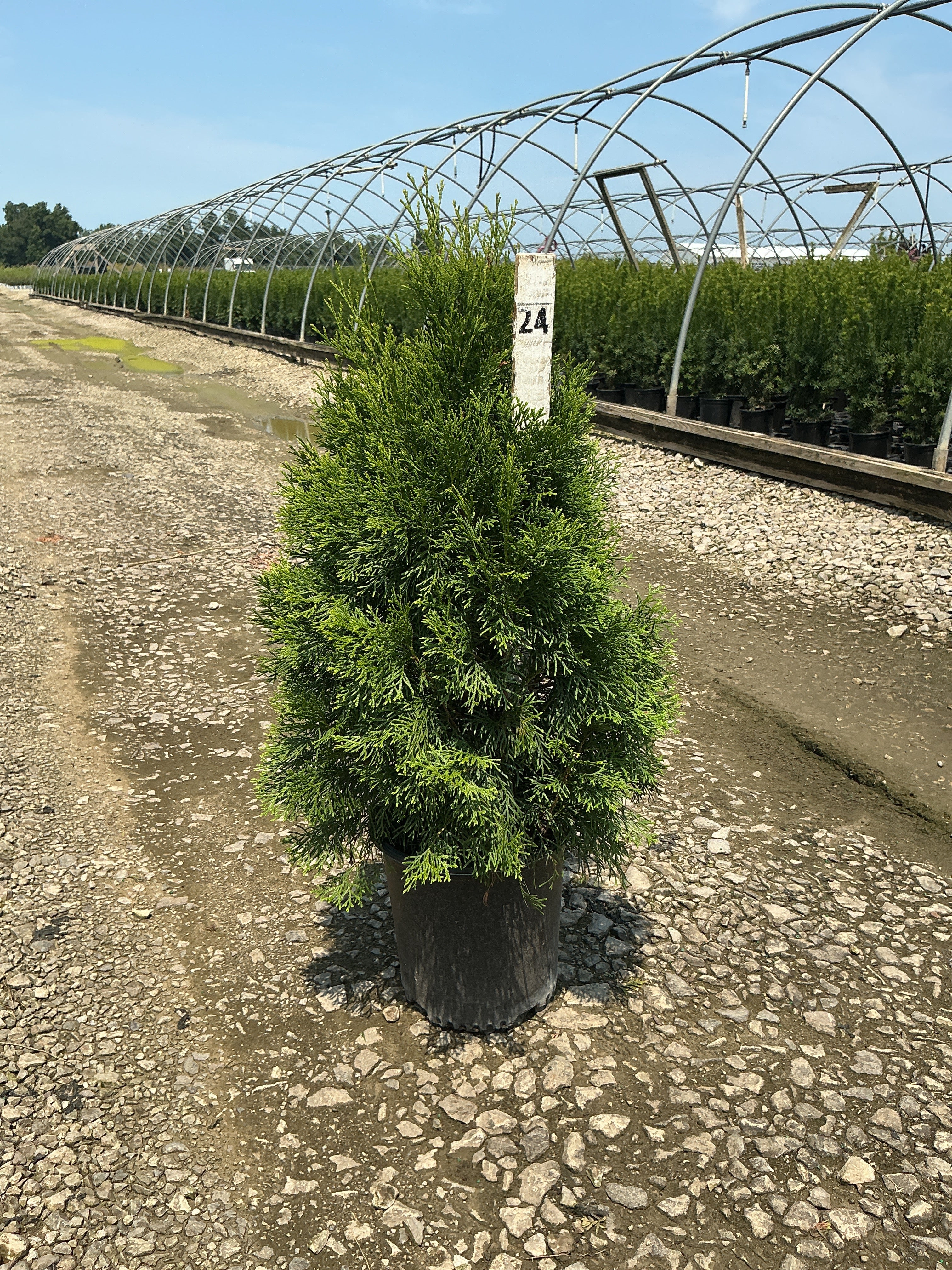 Thuja occidentalis 'Smaragd'
