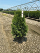 Thuja occidentalis 'Smaragd'