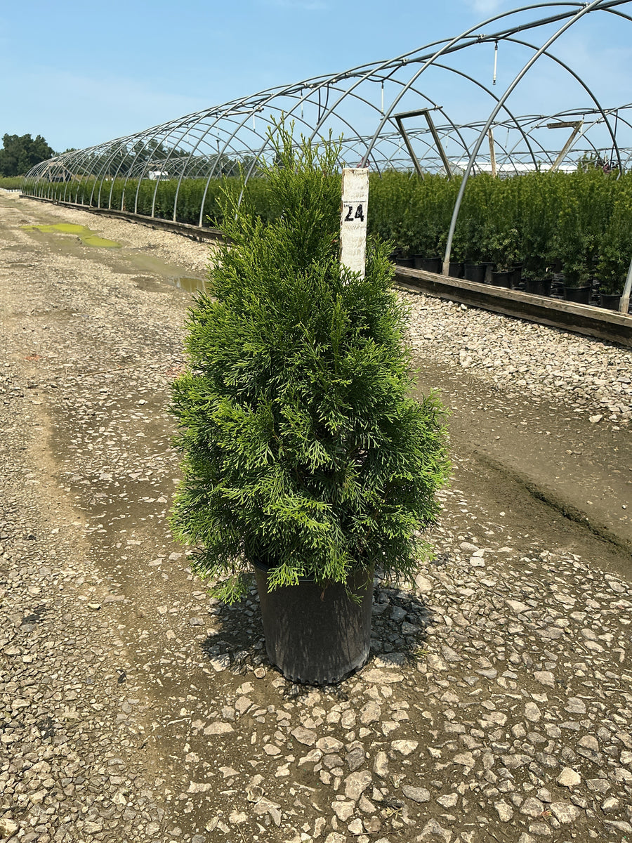 Thuja occidentalis 'Smaragd' â€” G2 18