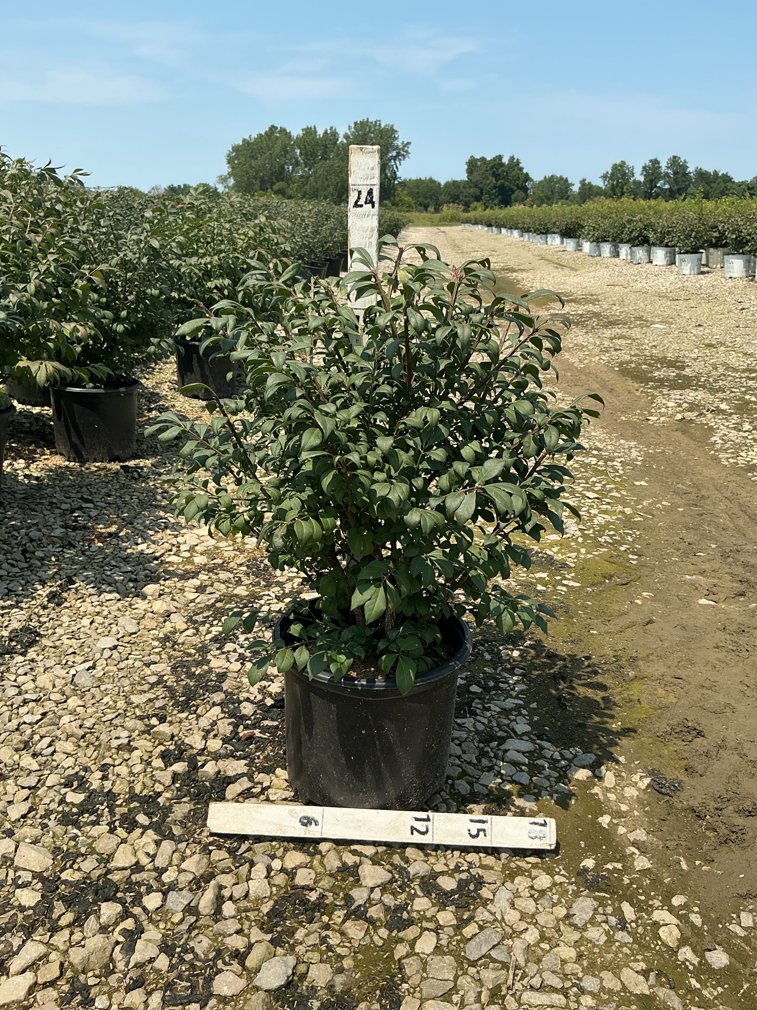 Euonymus alatus 'Compactus'