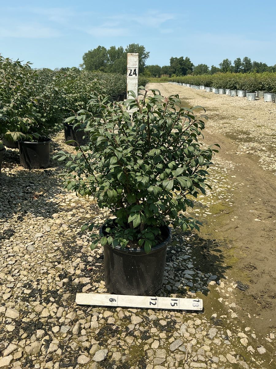 Euonymus alatus 'Compactus' â€” G3 15