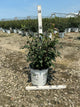 Euonymus alatus 'Select'
